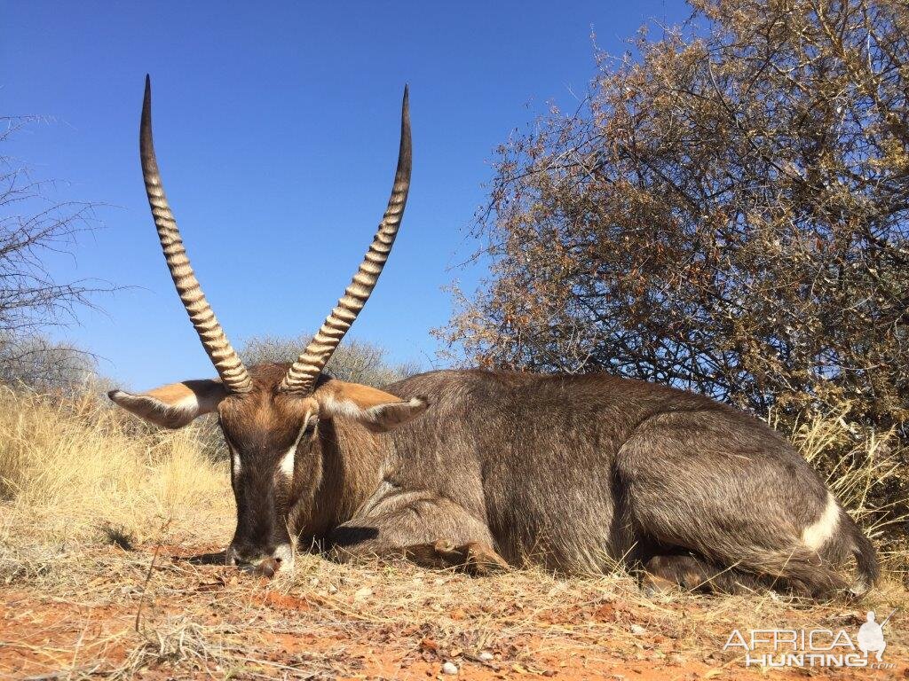 Hunt Waterbuck in South Africa