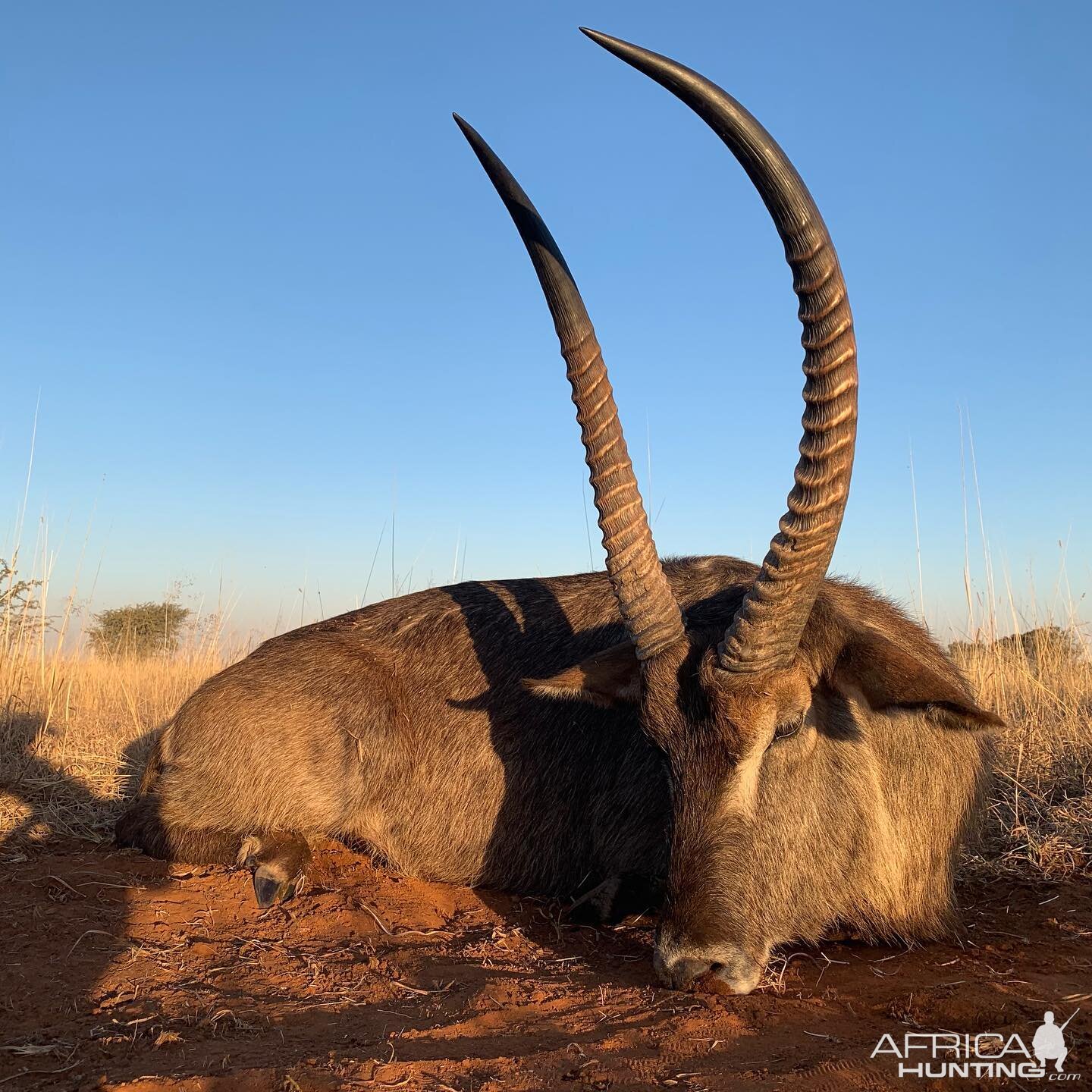 Hunt Waterbuck in South Africa