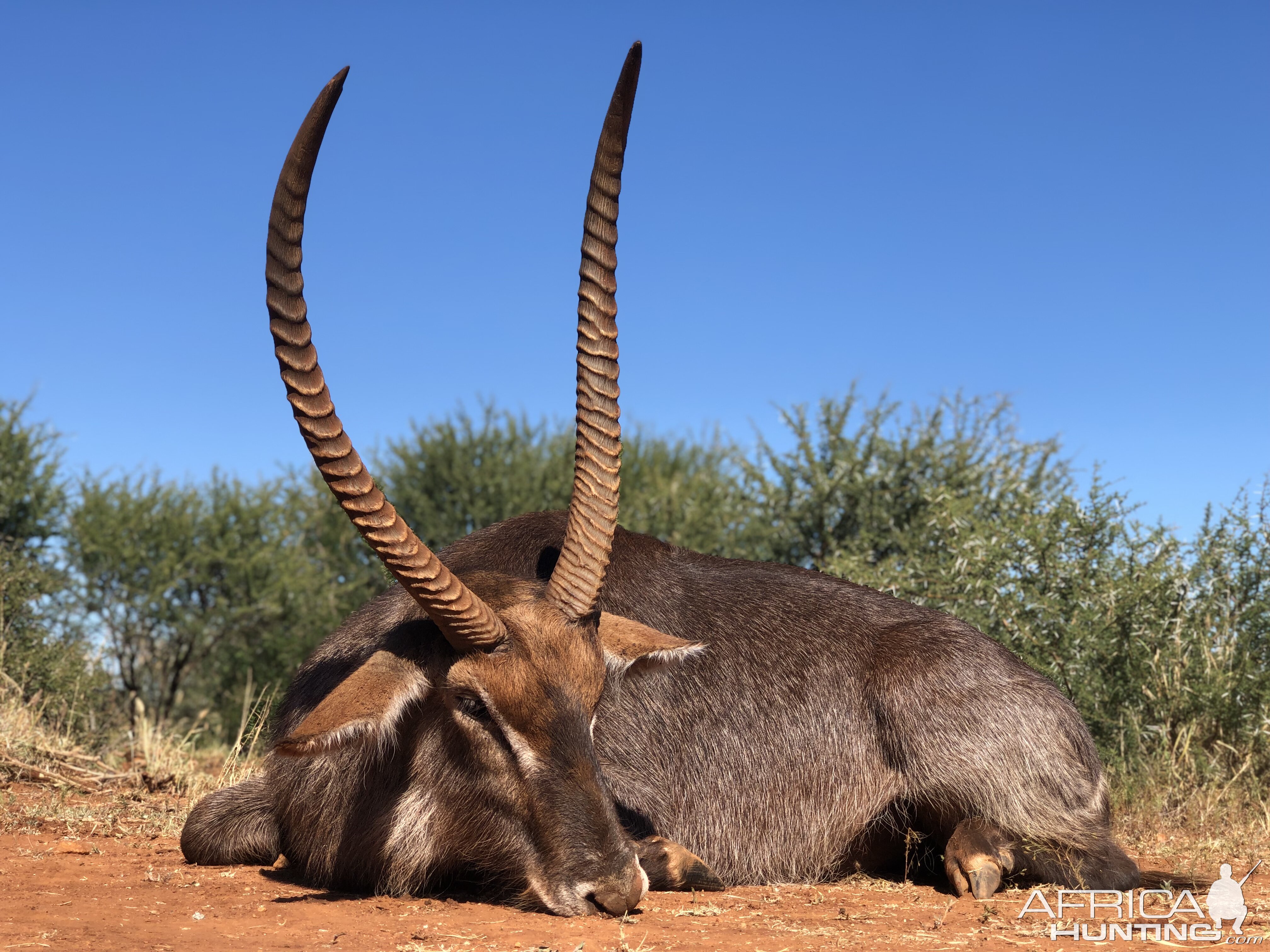 Hunt Waterbuck in South Africa