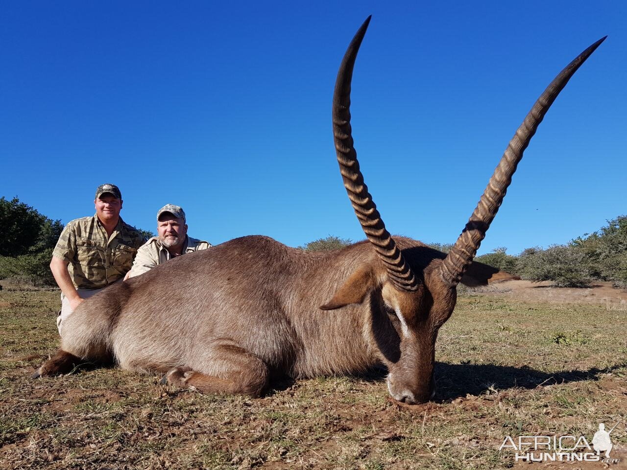 Hunt Waterbuck in South Africa