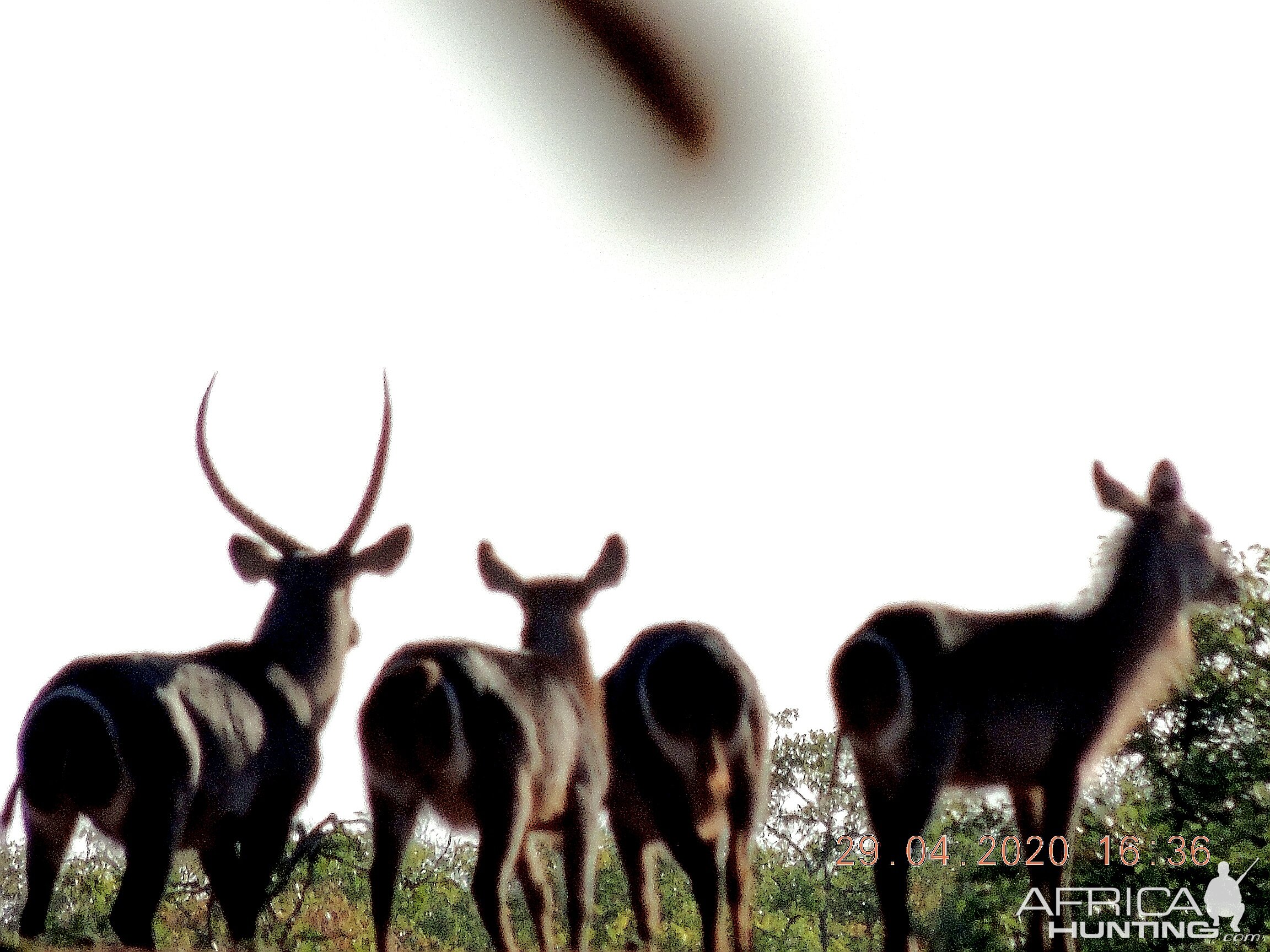 Hunt Waterbuck South Africa