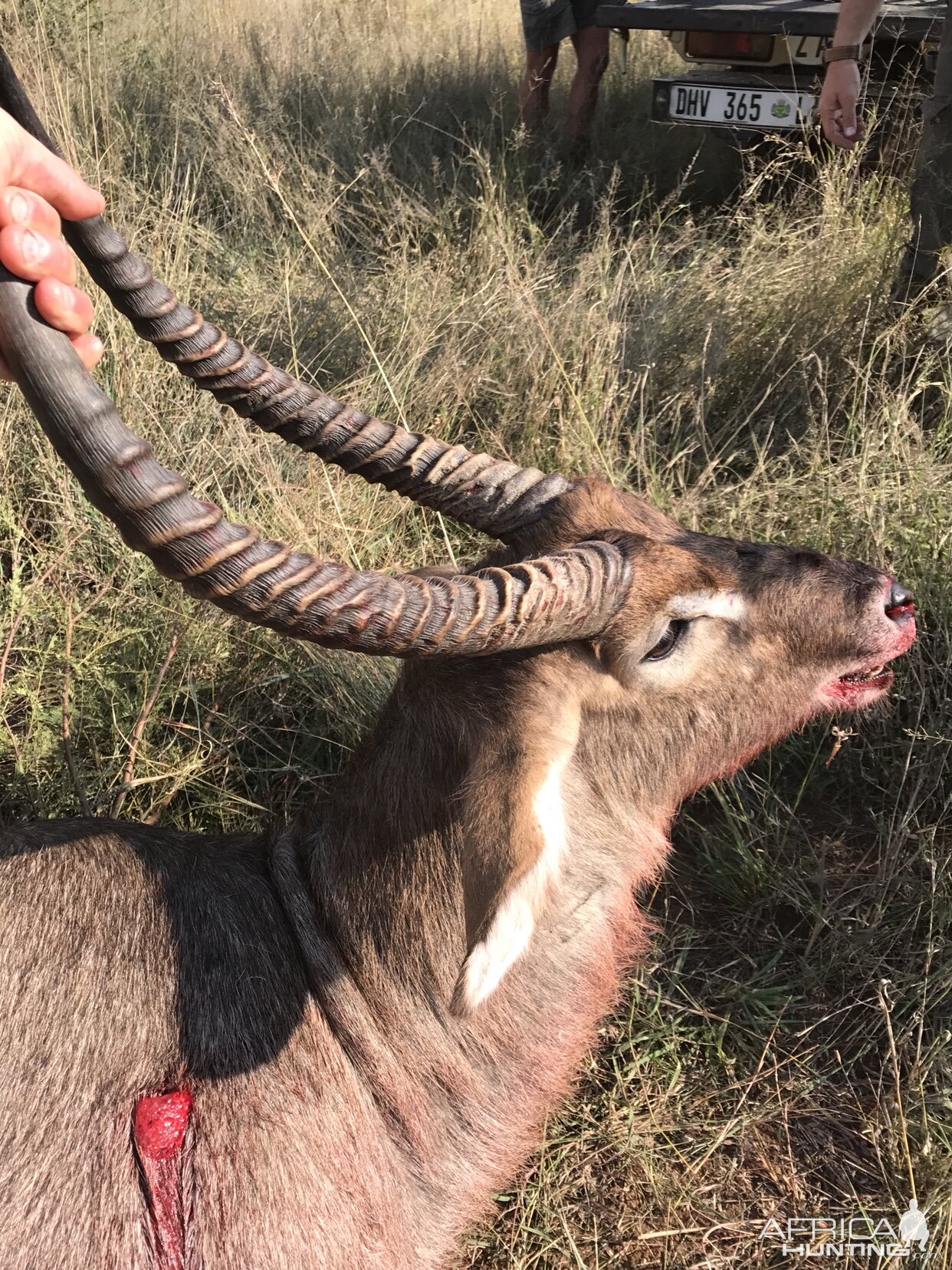 Hunt Waterbuck South Africa