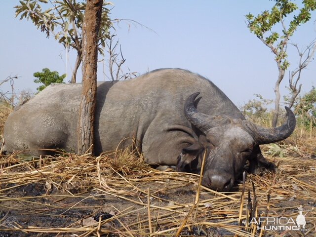 Hunt West African Savanna Buffalo in Burkina Faso