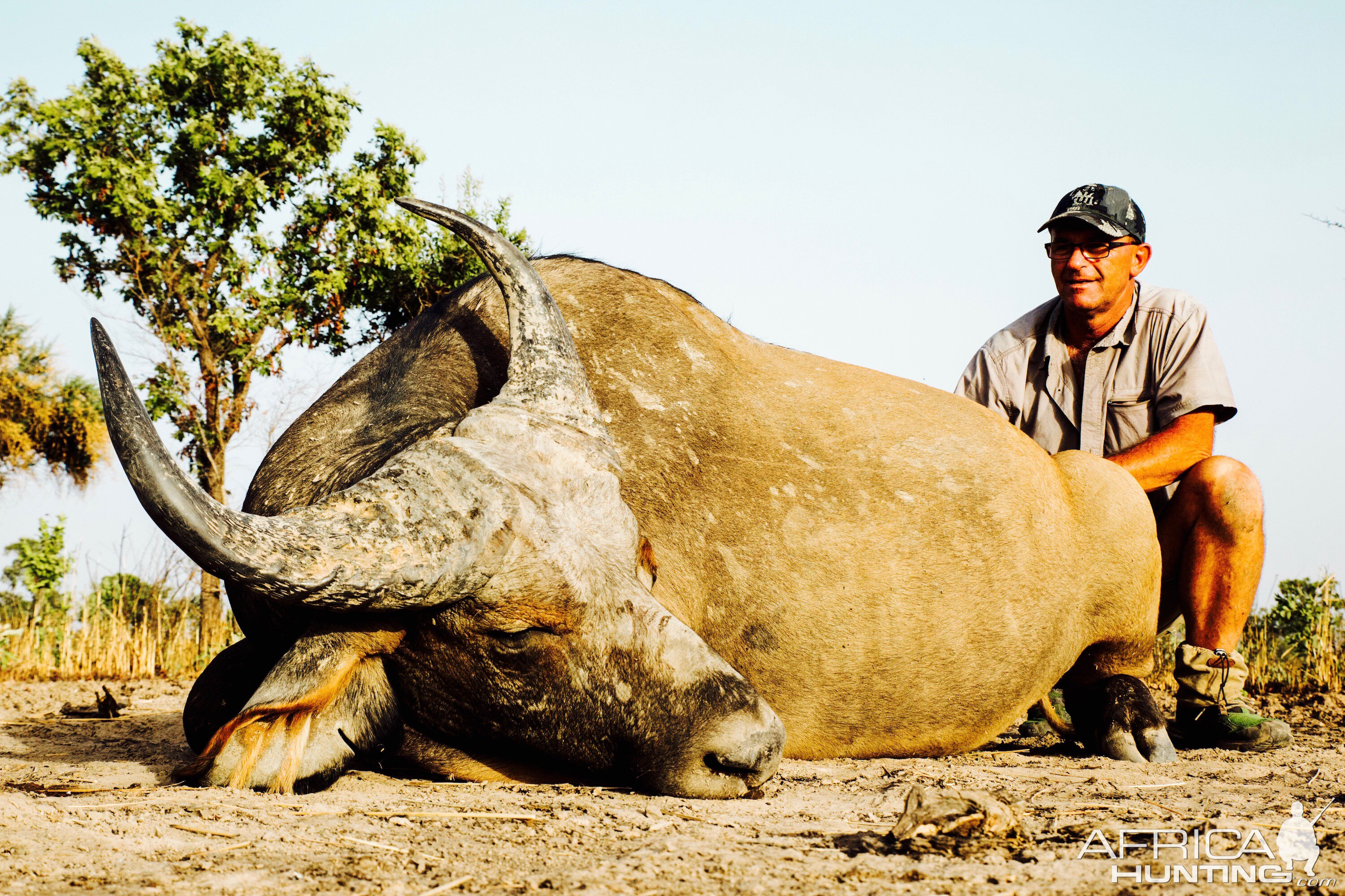 Hunt West African Savanna Buffalo in West Africa