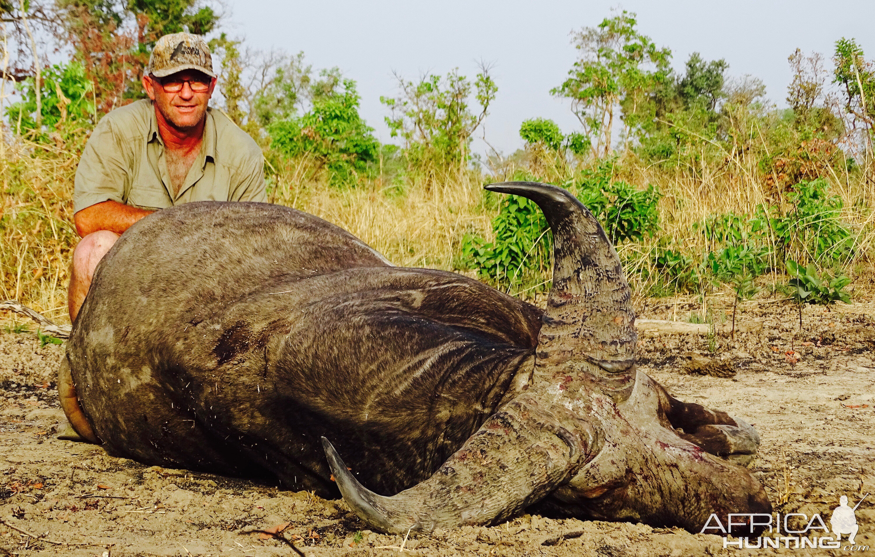 Hunt West African Savannah Buffalo Benin