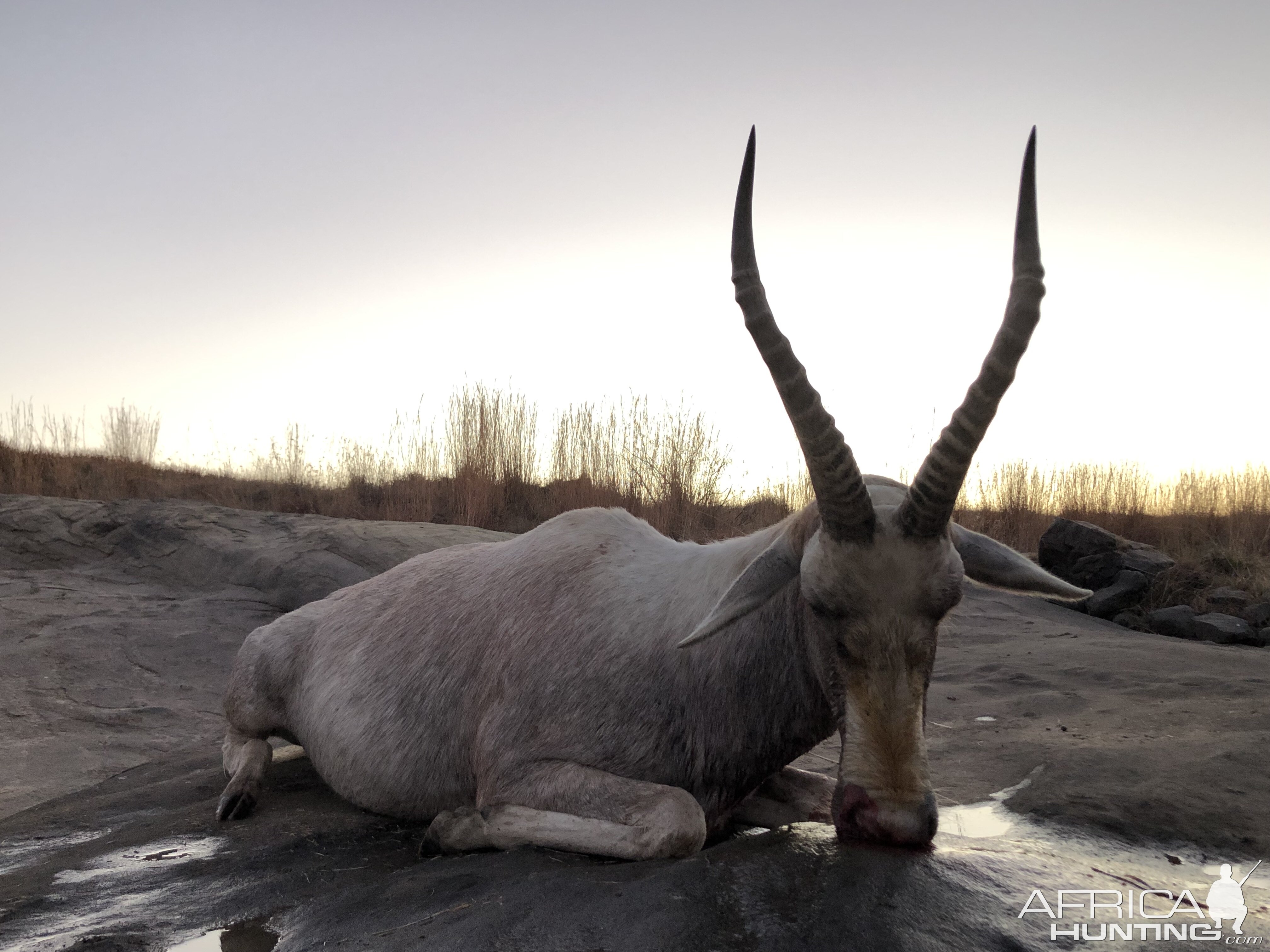 Hunt White Blesbok in South Africa