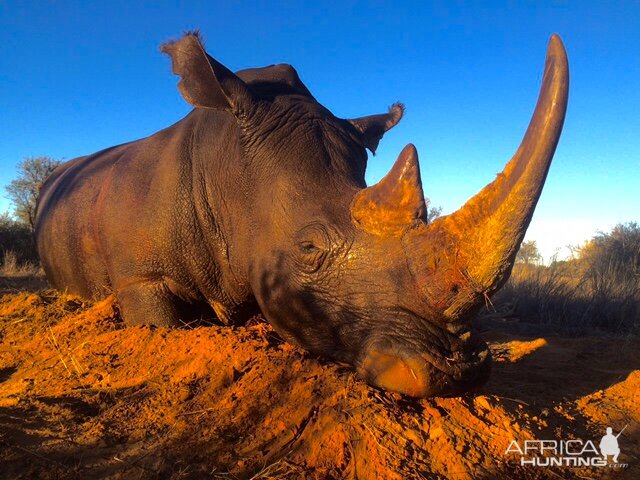 Hunt White Rhino South Africa