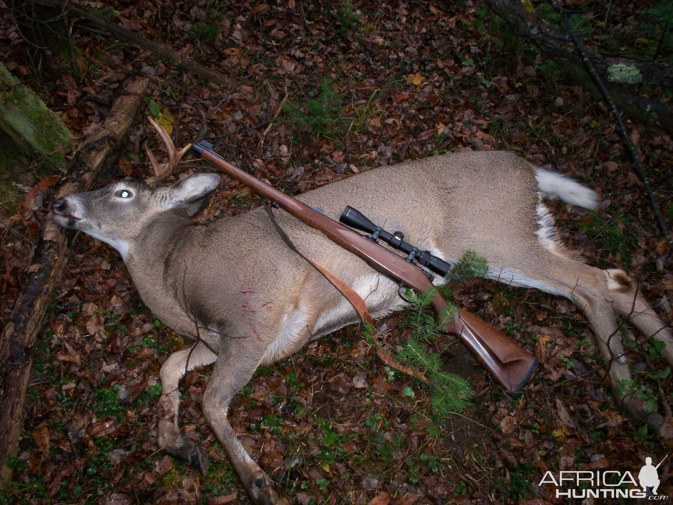 Hunt White-tailed Deer in USA