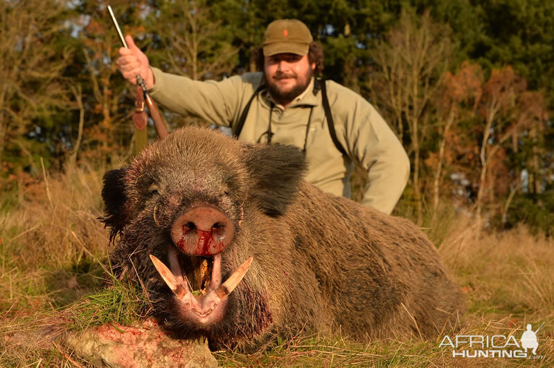 Hunt Wild Boar France