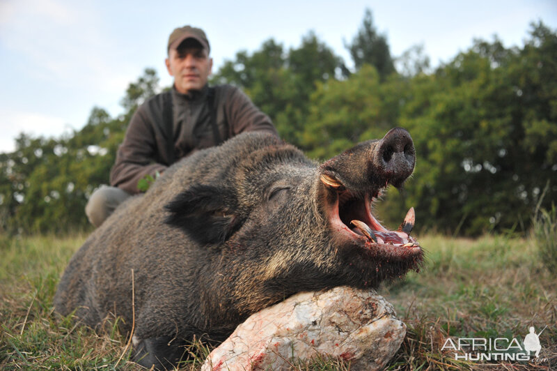 Hunt Wild Boar France