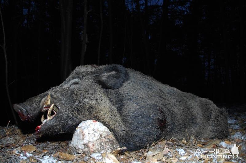 Hunt Wild Boar France