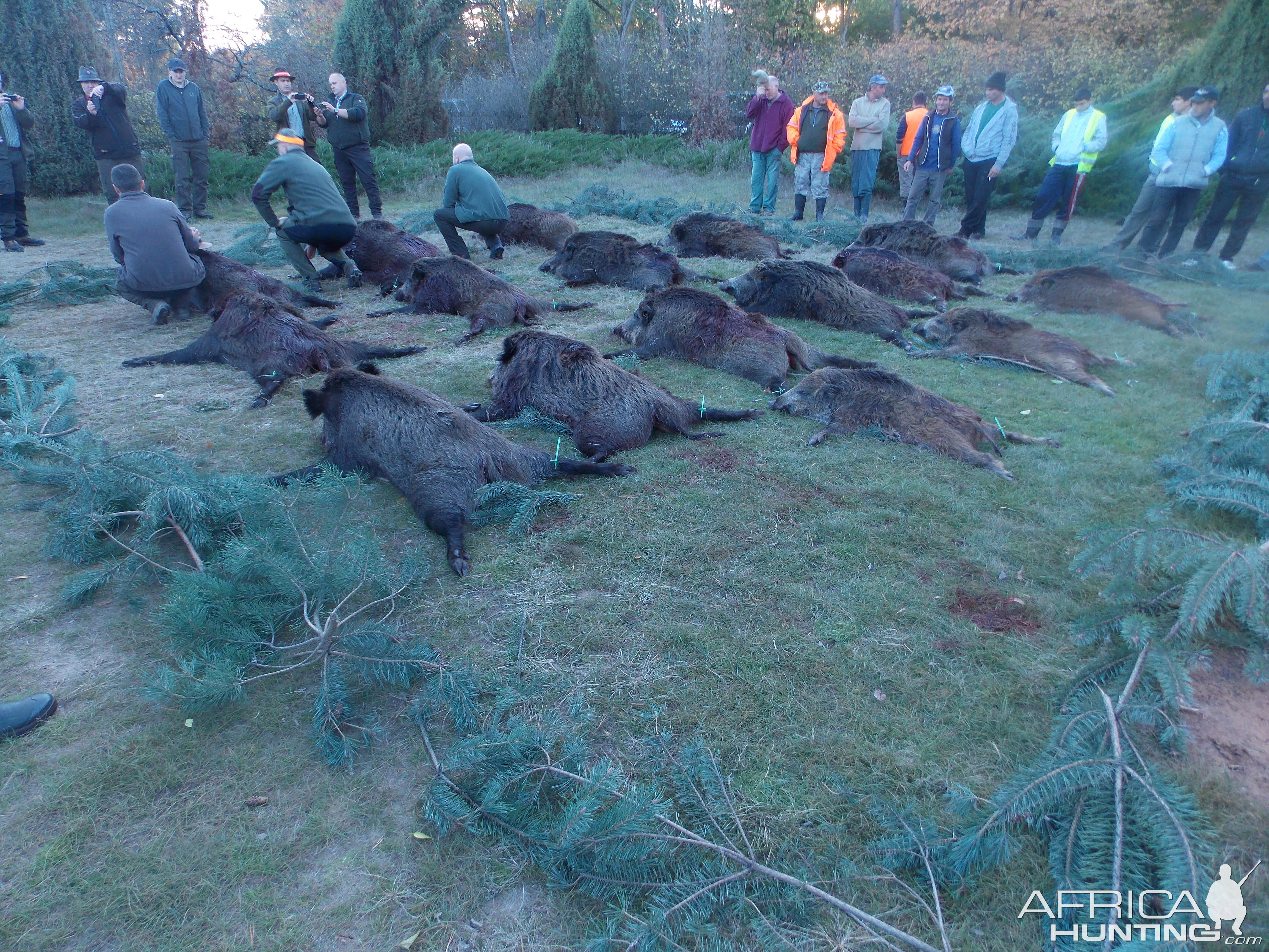 Hunt Wild Boar in Romania