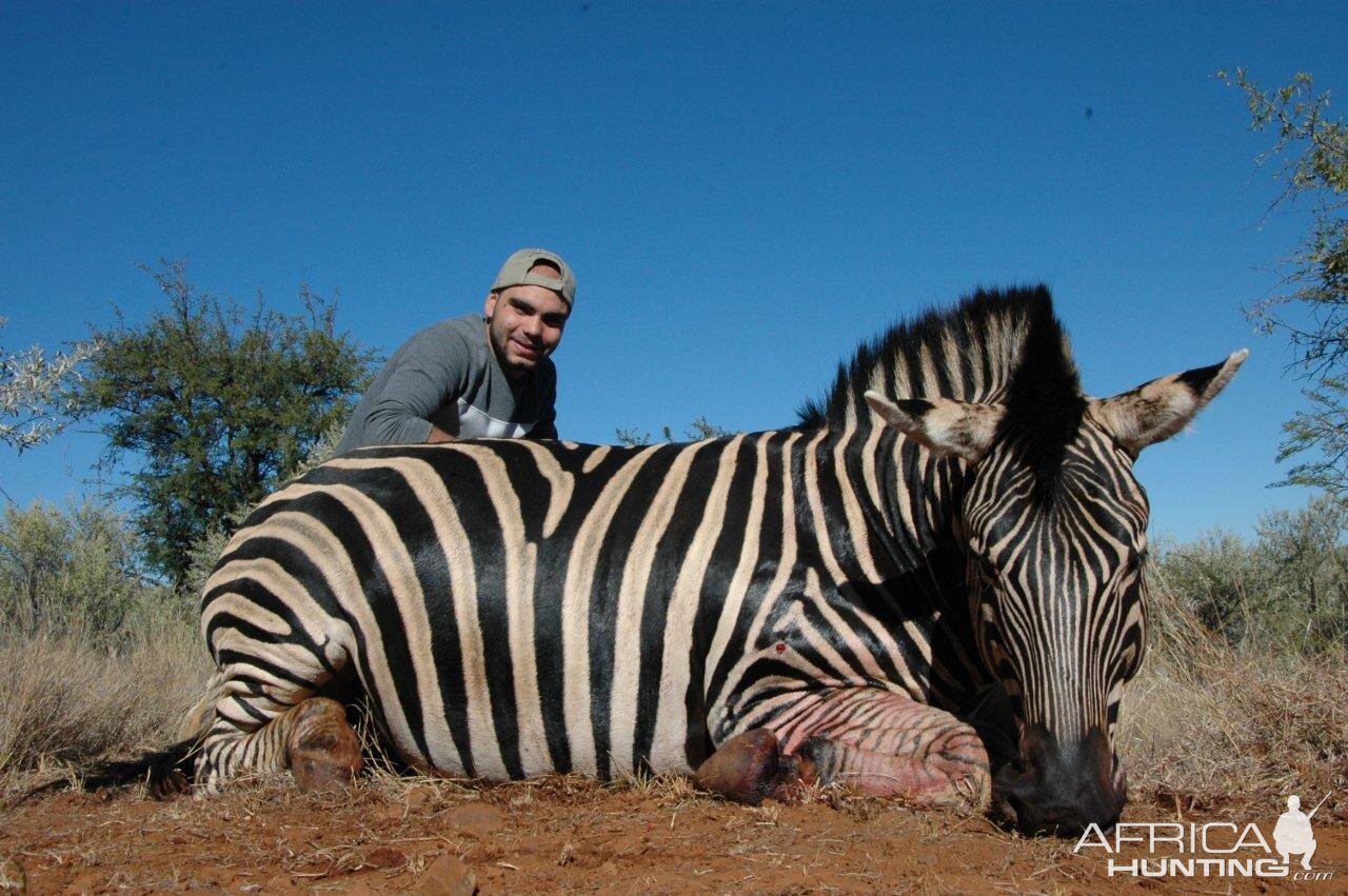 Hunt Zebra in South Africa