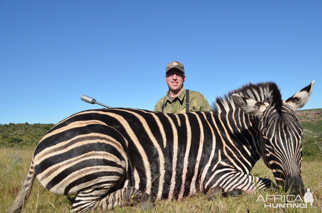 Hunt Zebra in South Africa