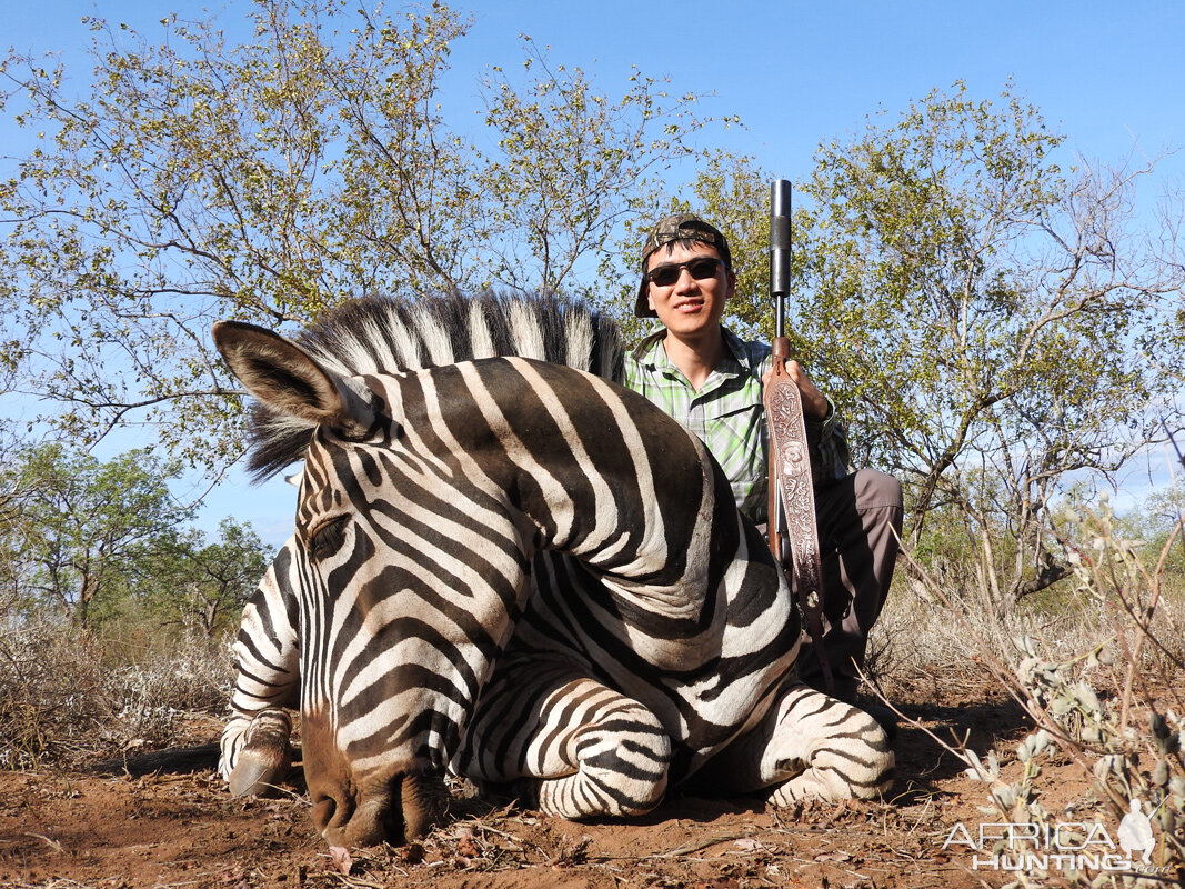 Hunt Zebra in South Africa