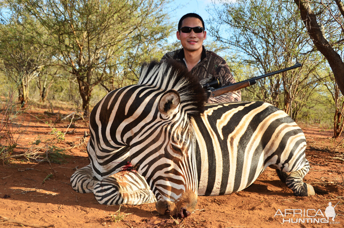 Hunt Zebra in South Africa