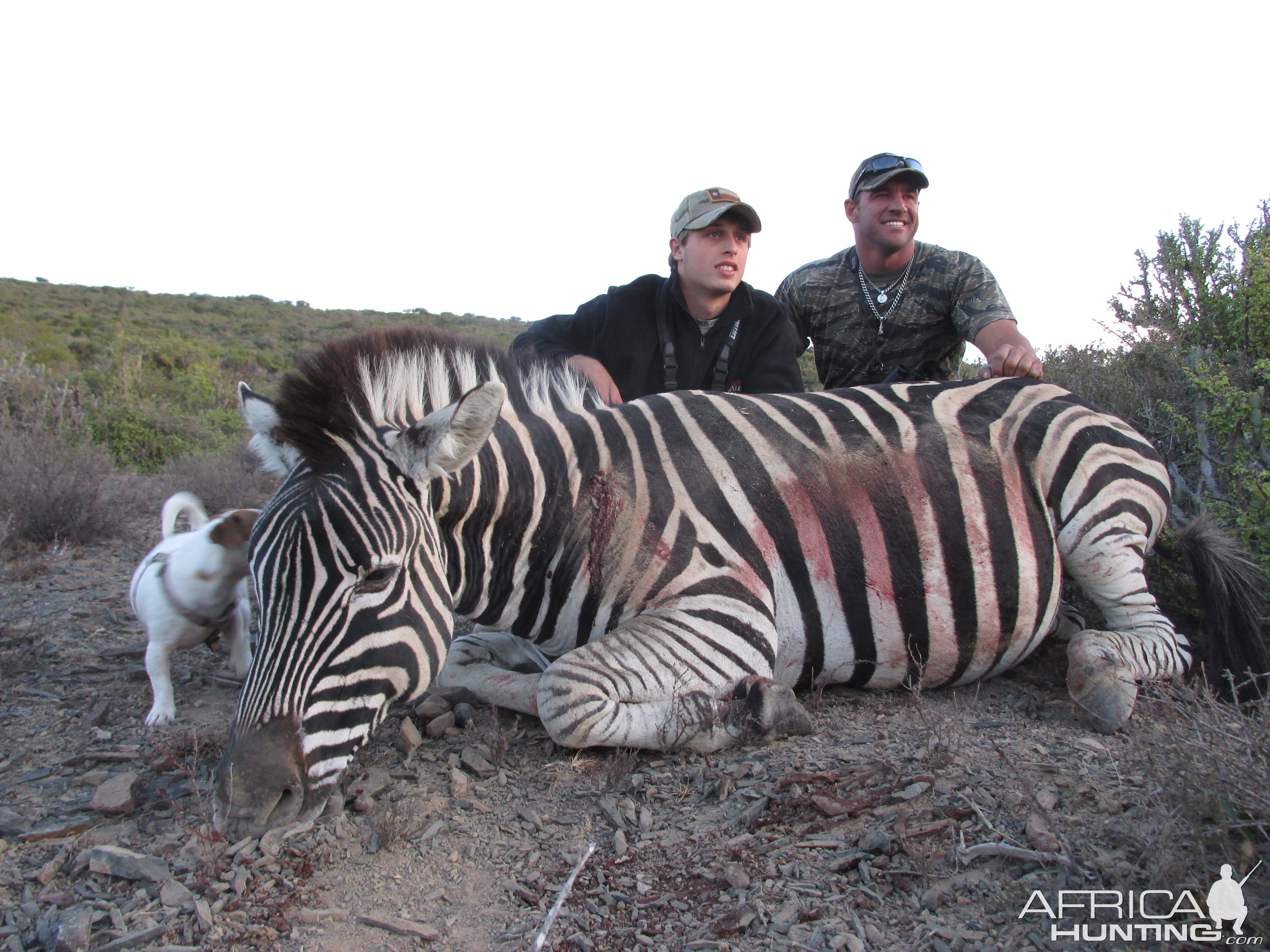 Hunt Zebra in South Africa