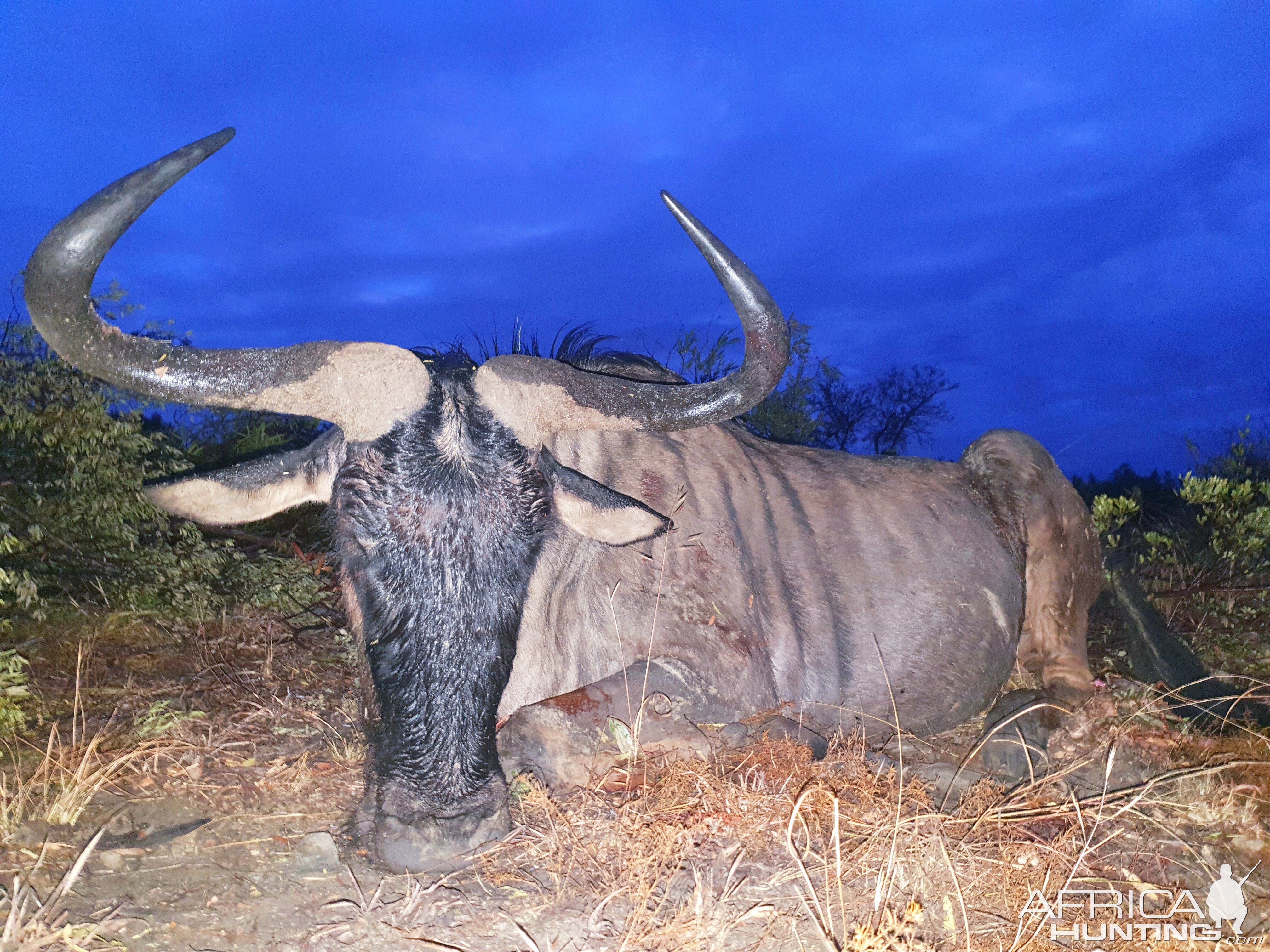 Hunting 29 3/8" Inch Blue Wildebeest in South Africa