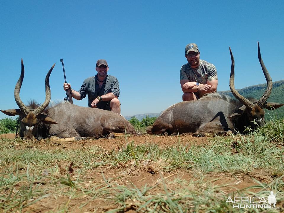 Hunting 29" & 31" Inch Nyala South Africa