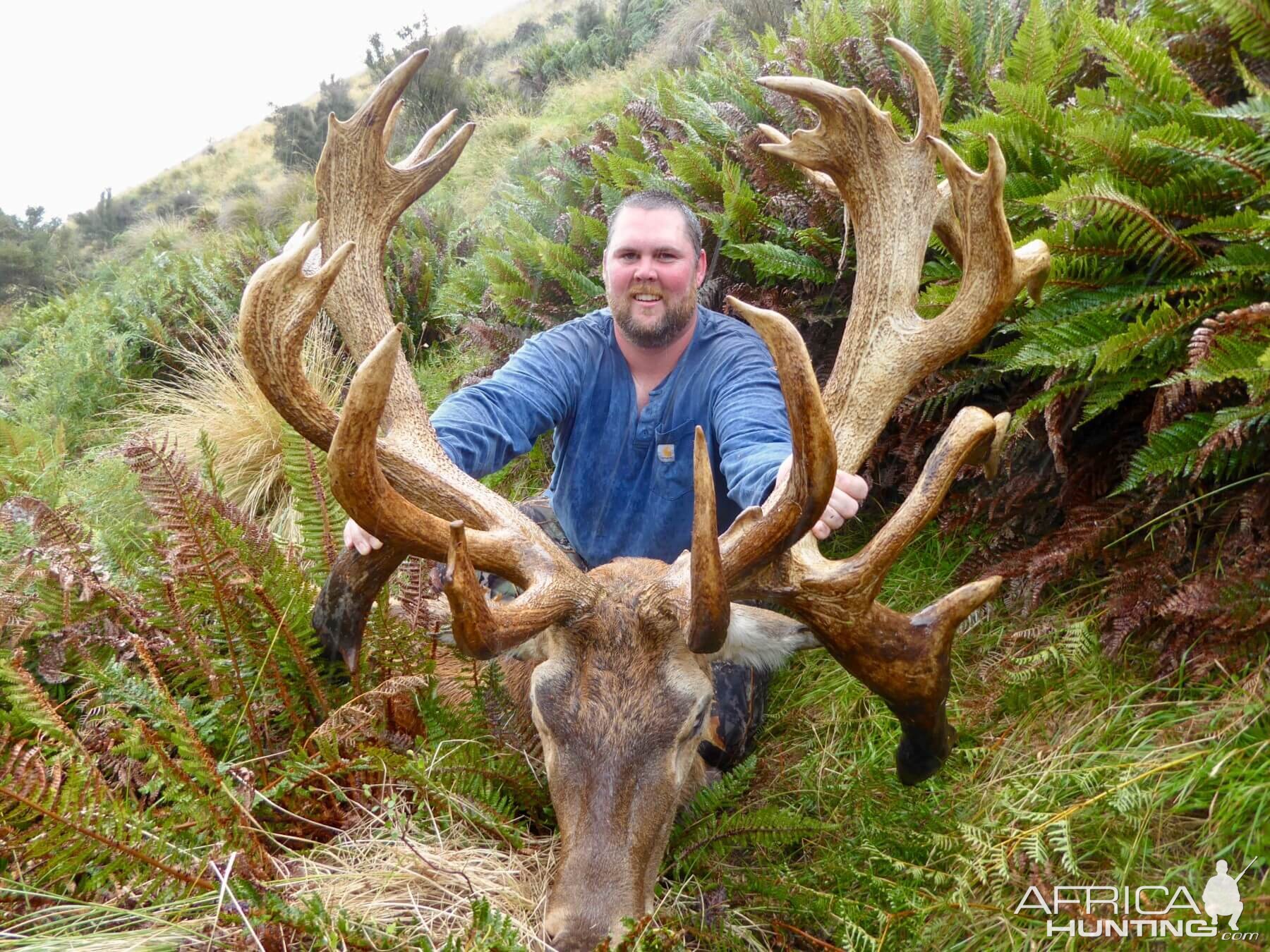 Hunting 417" Inch Red Stag in New Zealand