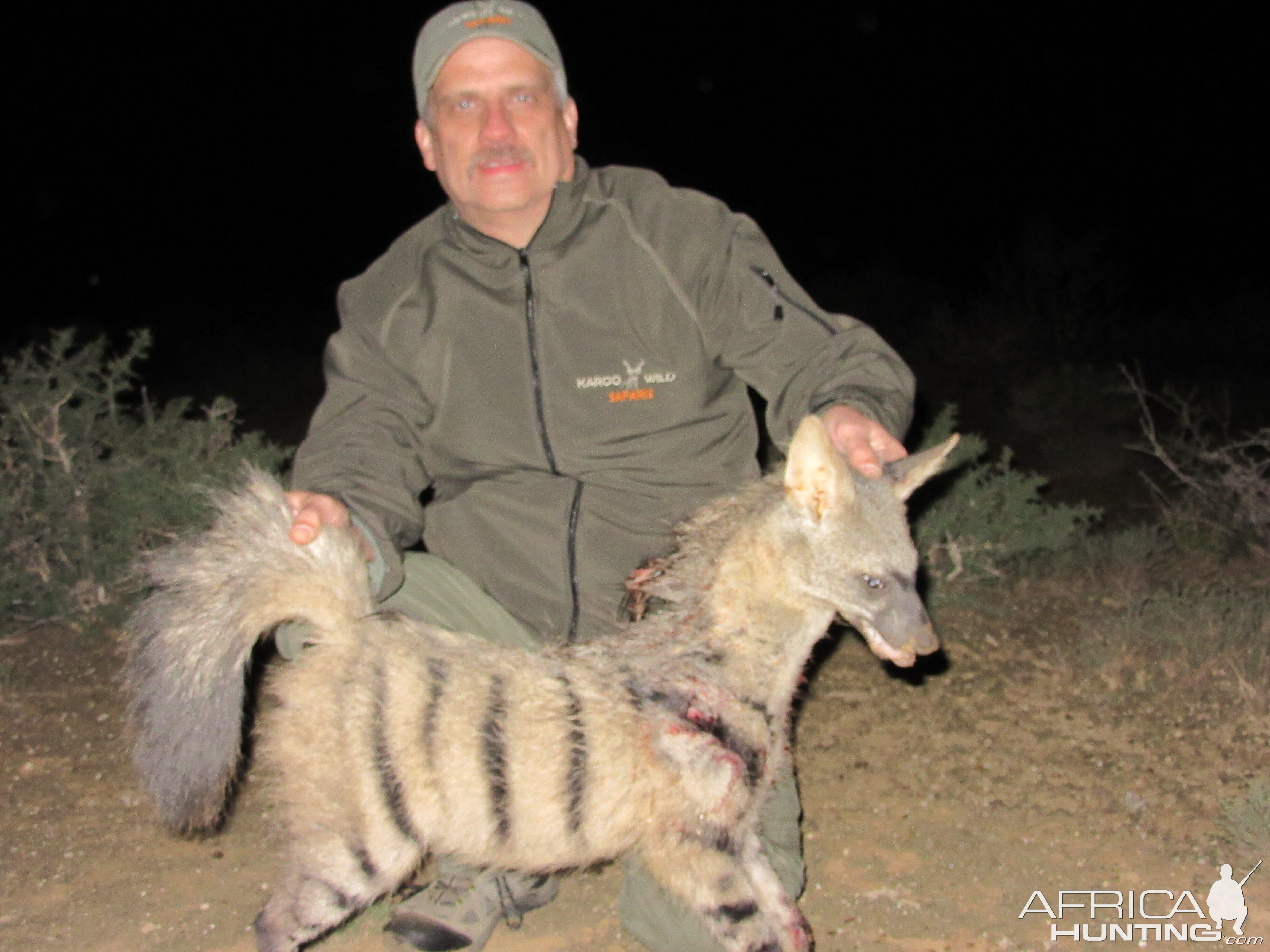 Hunting Aardwolf South Africa