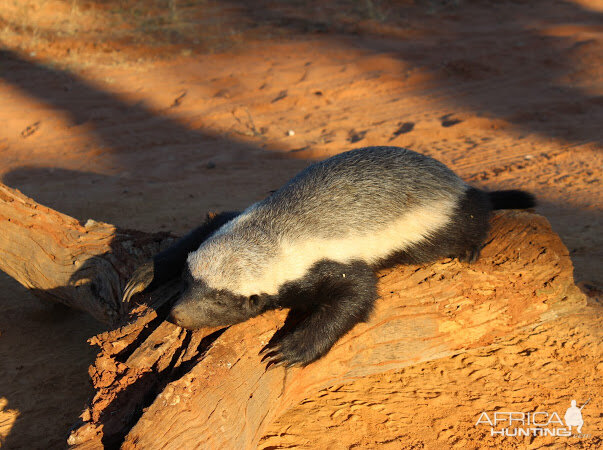 Hunting African Honey Badger in South Africa