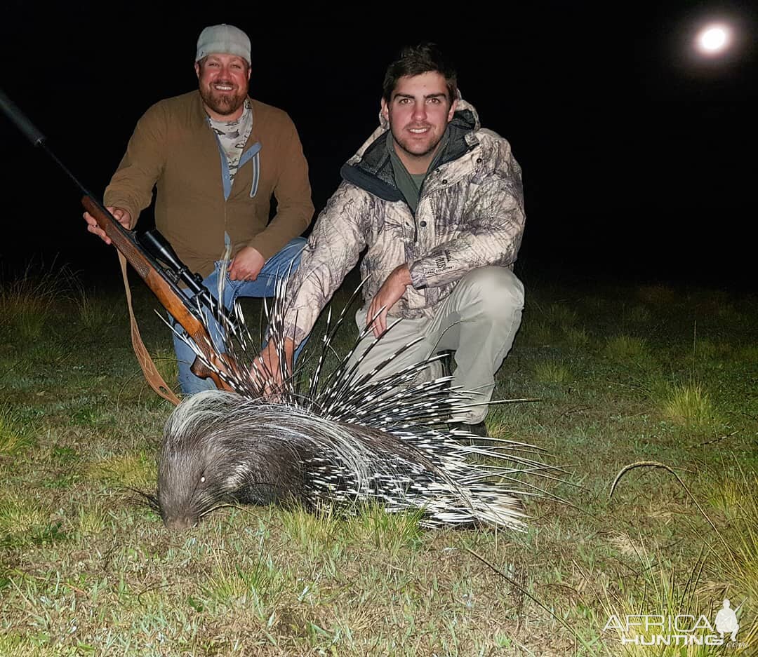 Hunting African Porcupine South Africa