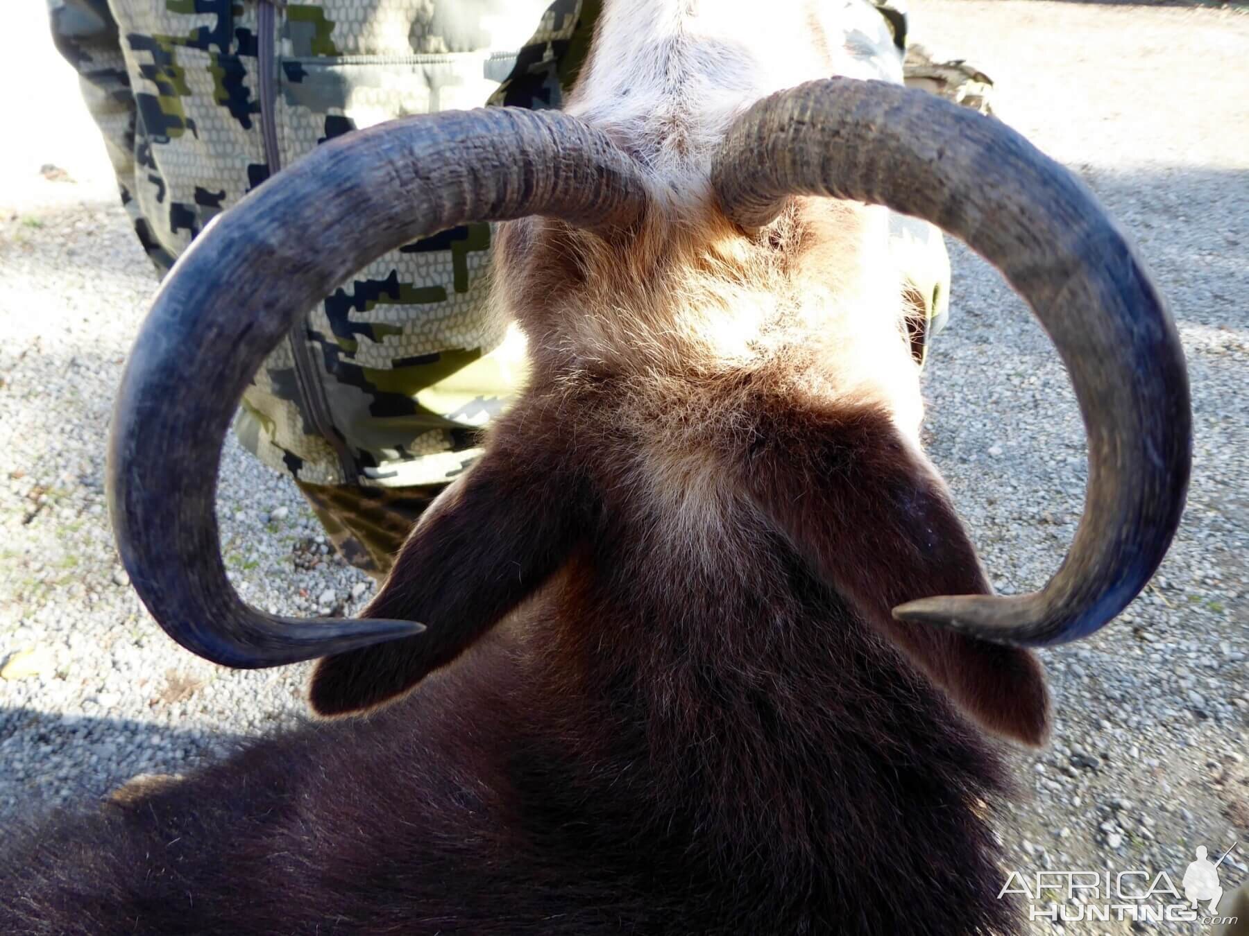 Hunting Alpine Chamois in New Zealand