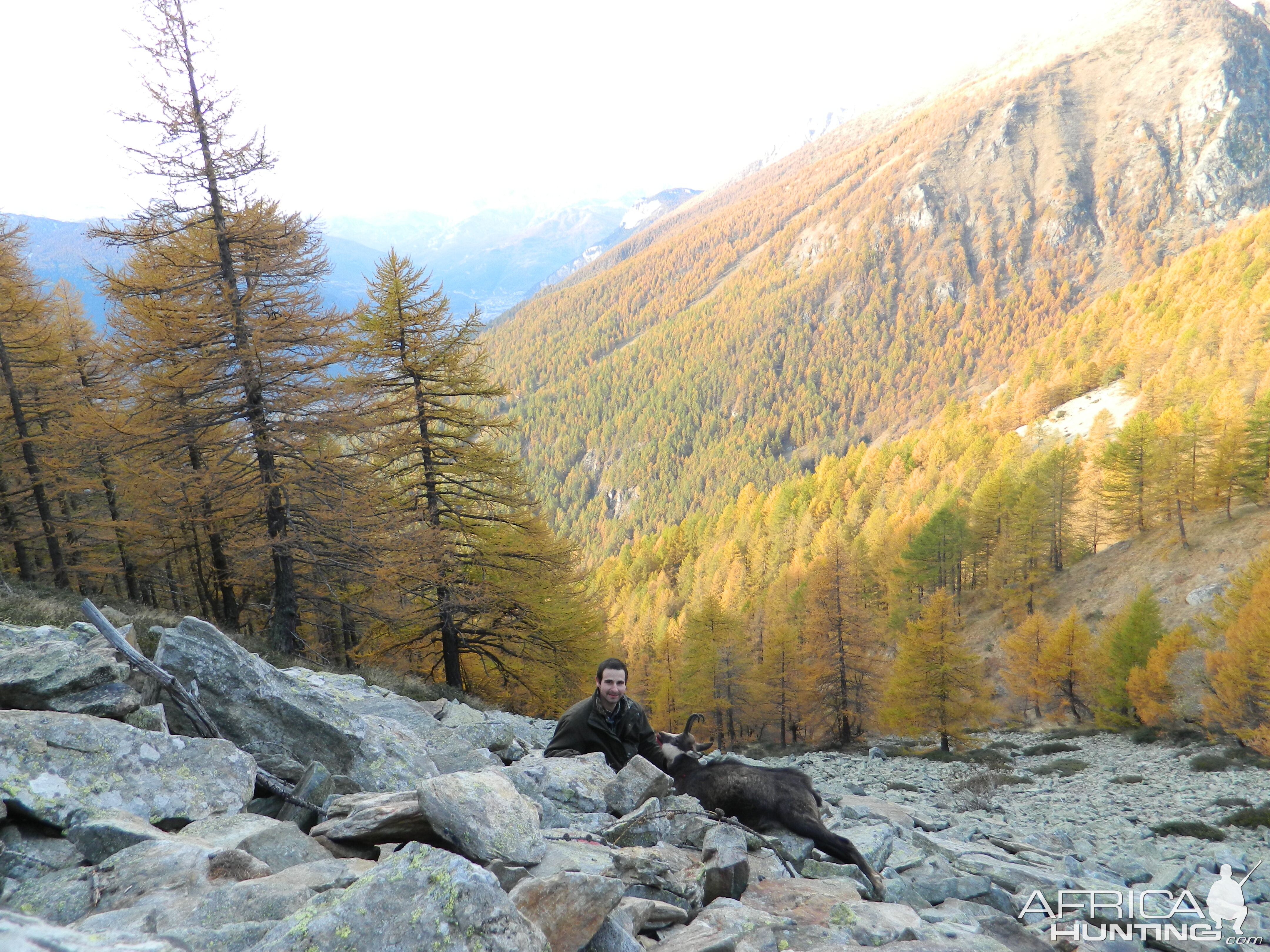 Hunting Alpine Chamois Italy