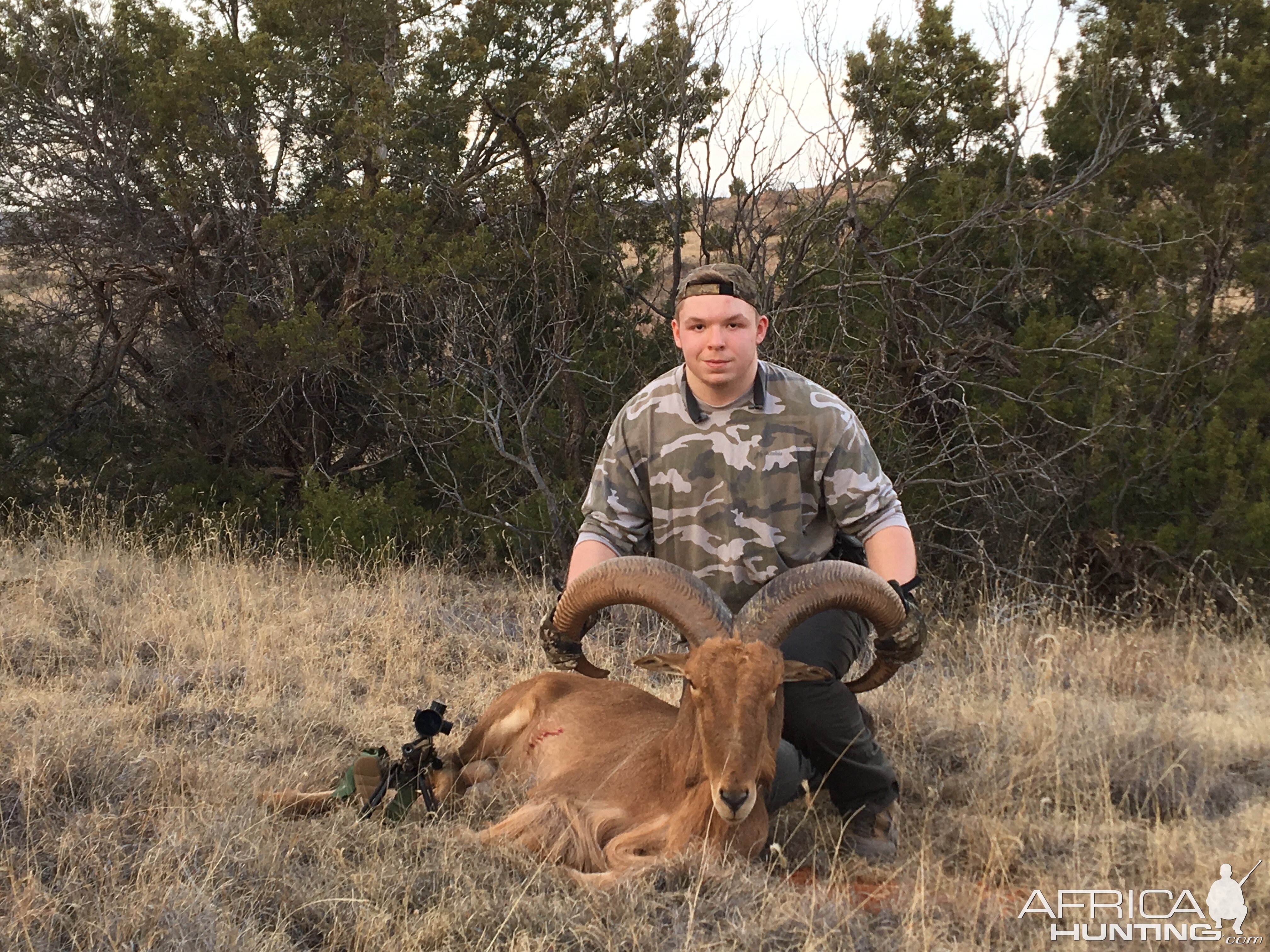 Hunting Aoudad in Texas USA