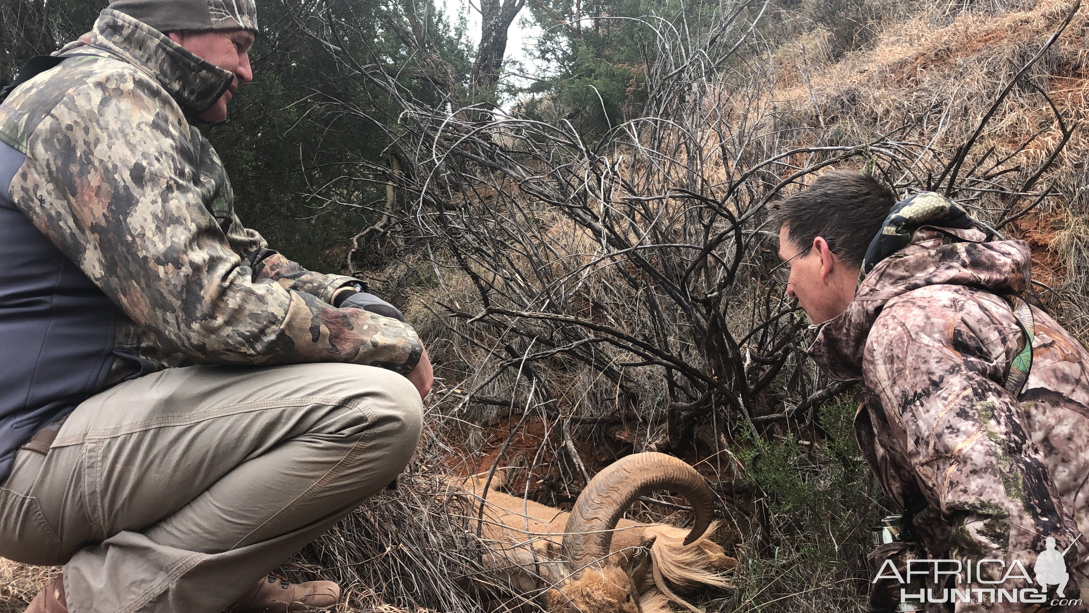 Hunting Aoudad in Texas USA