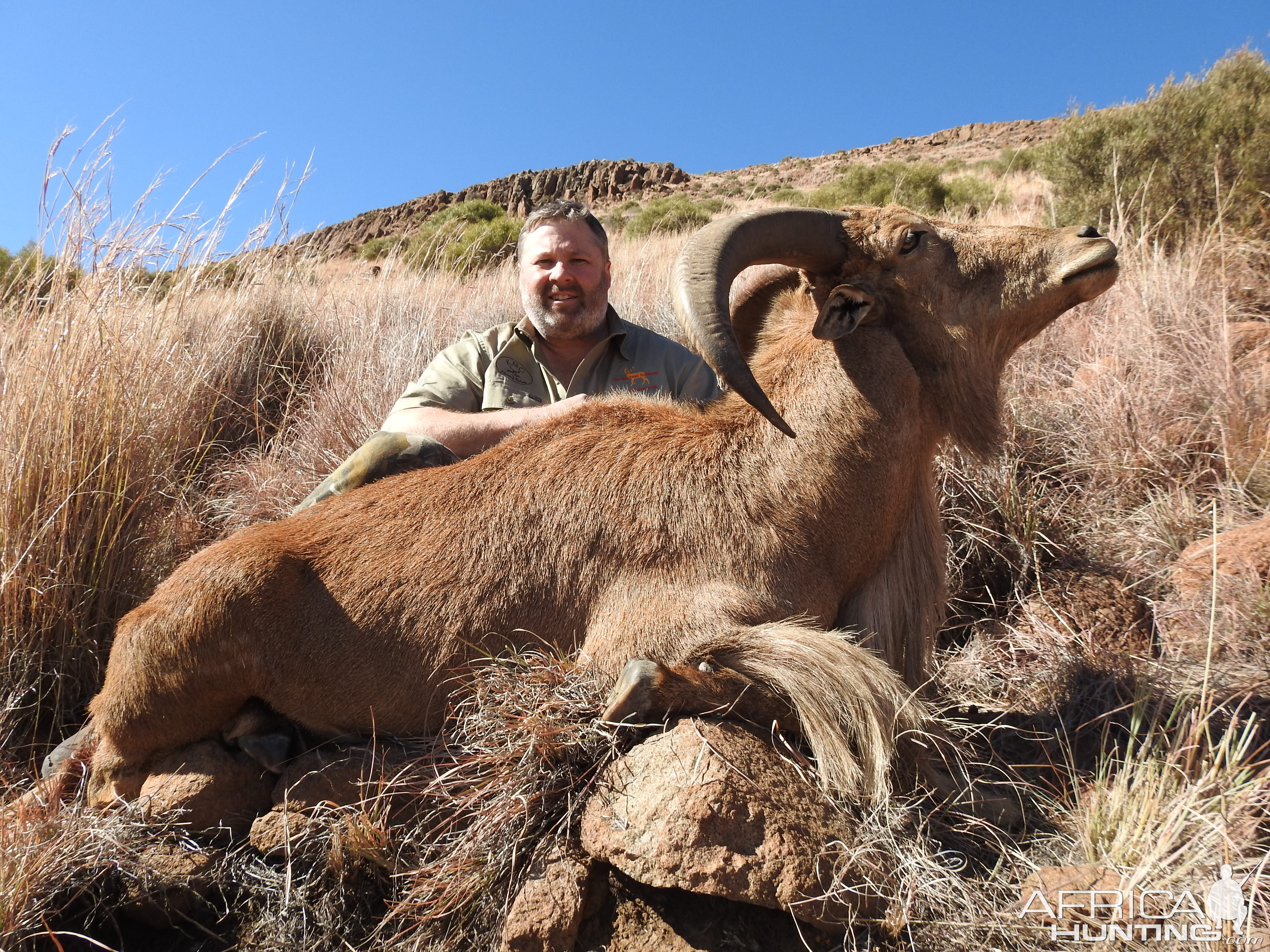 Hunting Aoudad South Africa