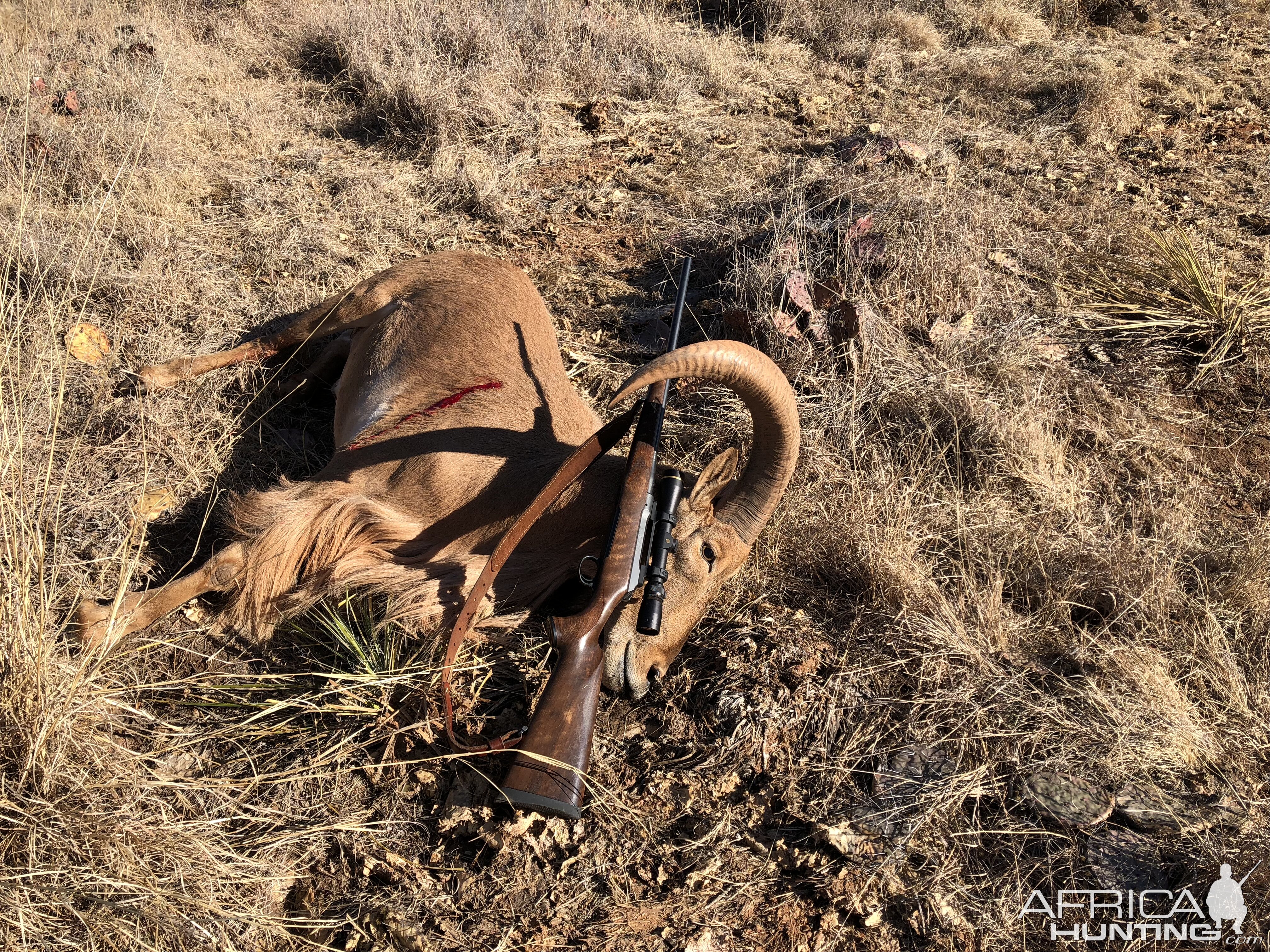 Hunting Aoudad Texas