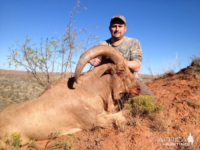 Hunting Aoudad