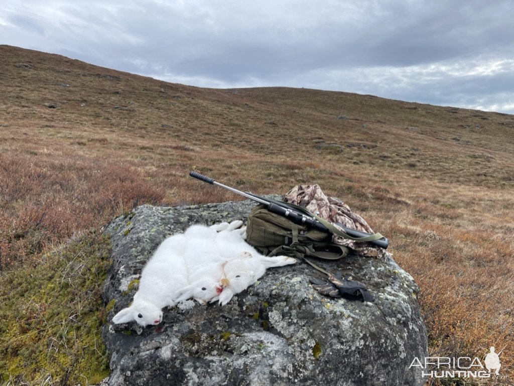 Hunting Arctic Hare Greenland