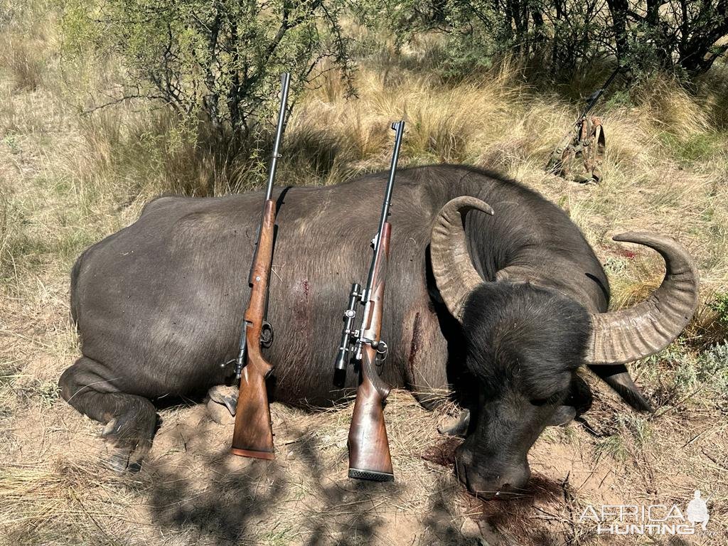 Hunting Asian Water Buffalo Argentina