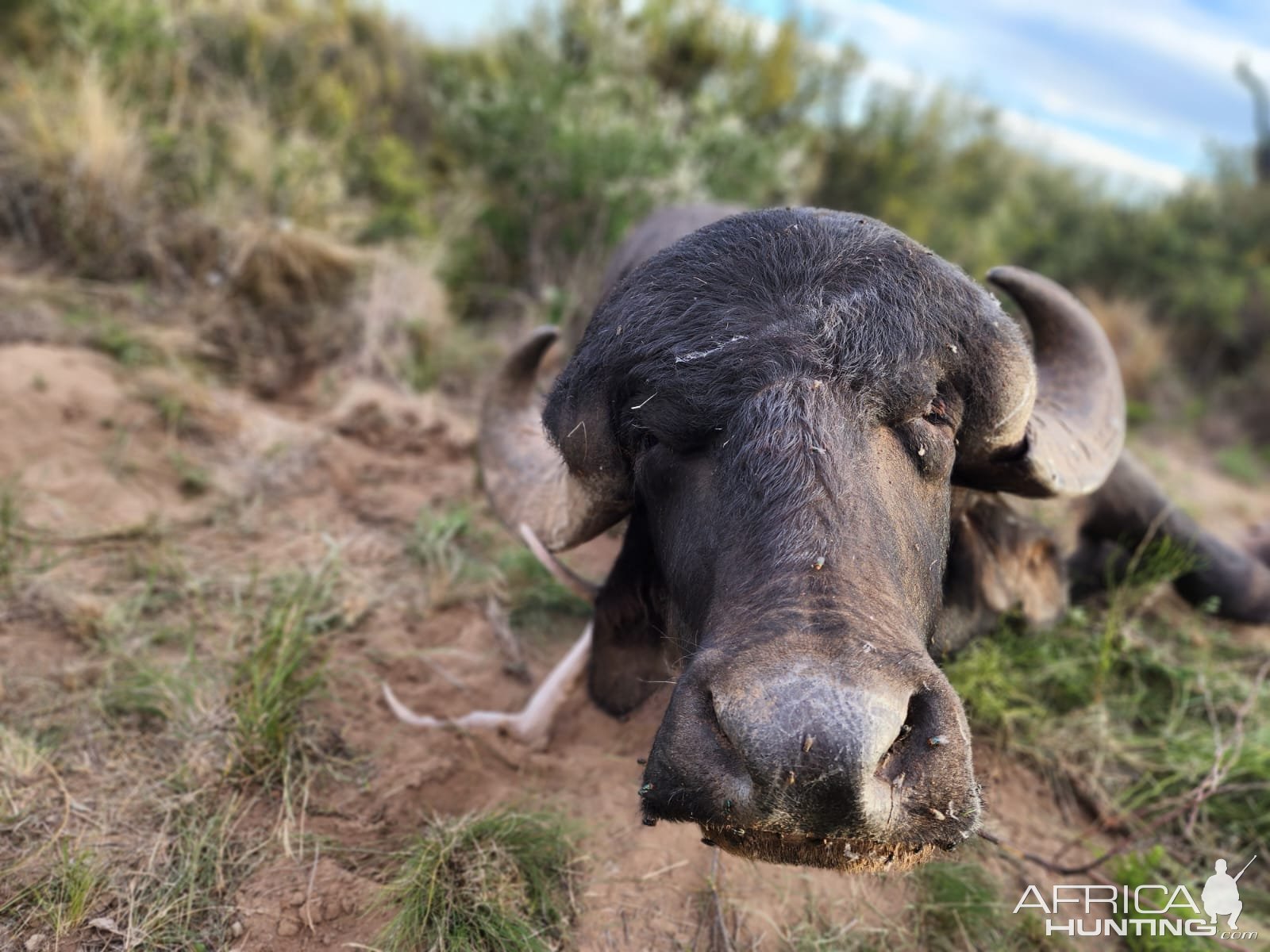 Hunting Asian Water Buffalo Argentina