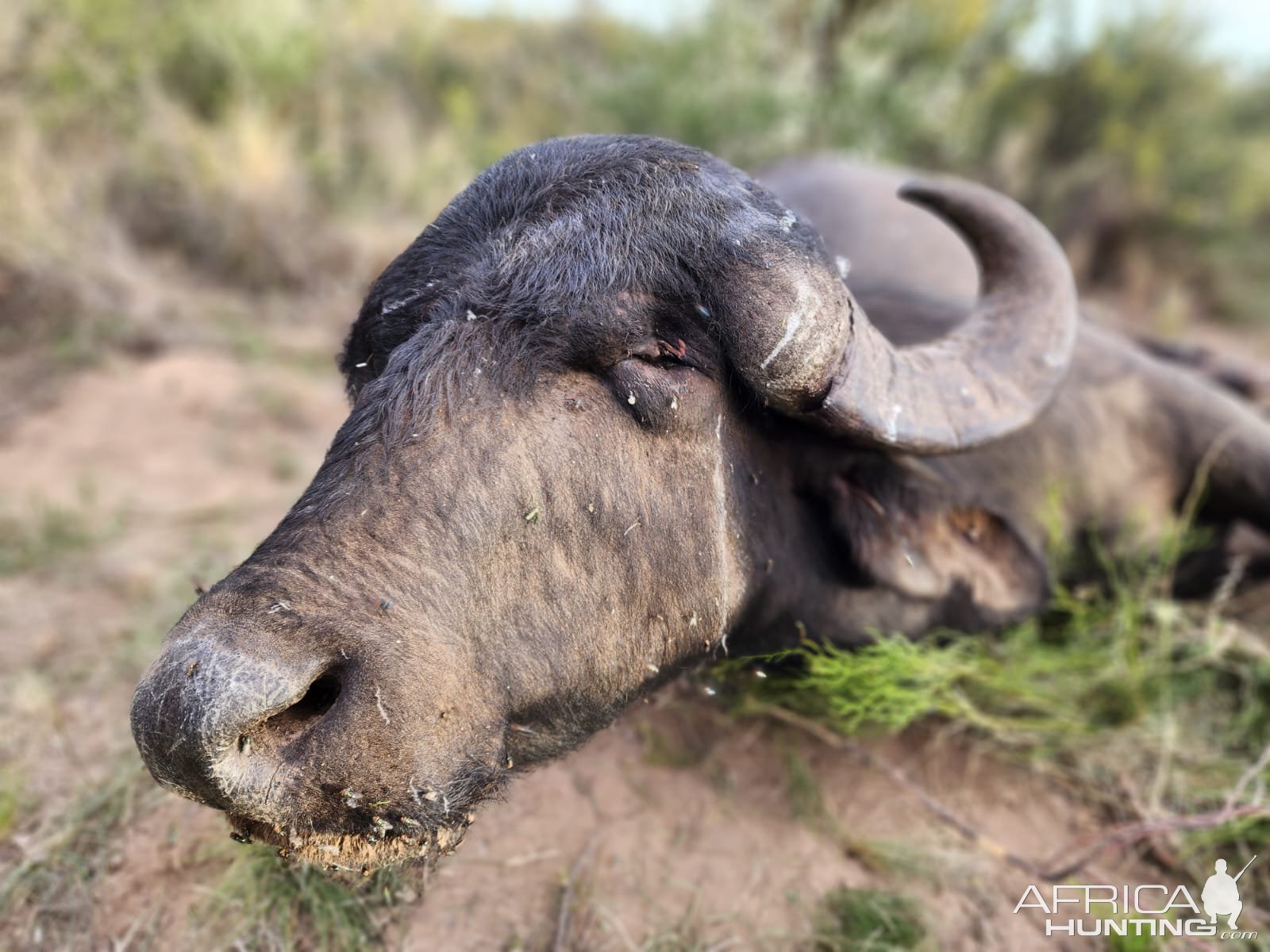 Hunting Asian Water Buffalo Argentina