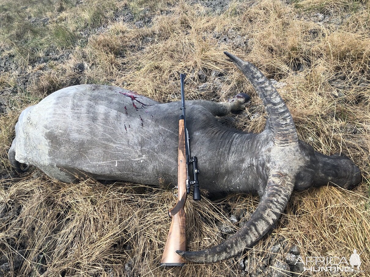 Hunting Asiatic Water Buffalo in Australia