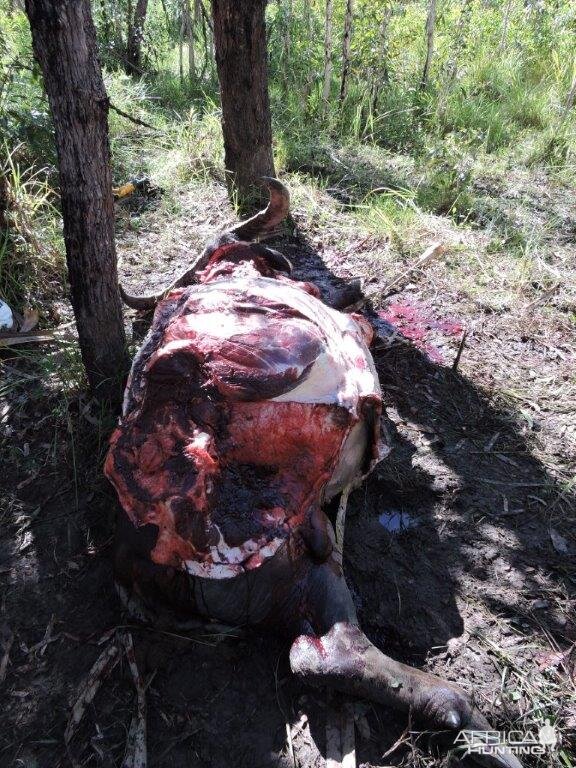 Hunting Asiatic Water Buffalo in Australia