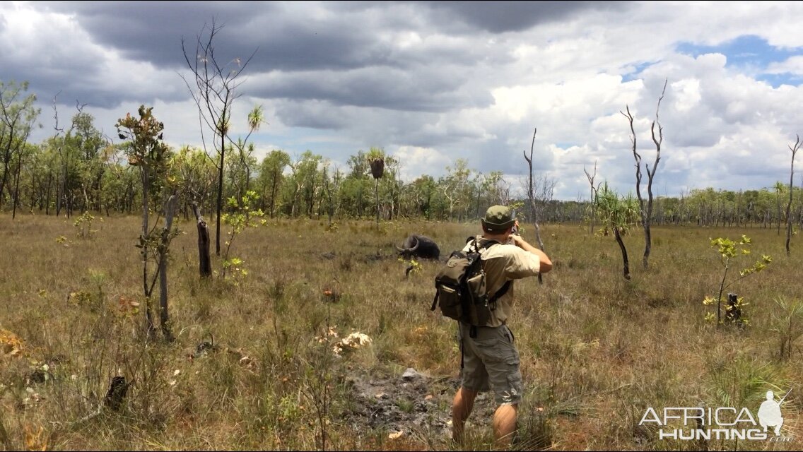 Hunting Asiatic Water Buffalo with .500 Jeffery in Arnhemland Australia