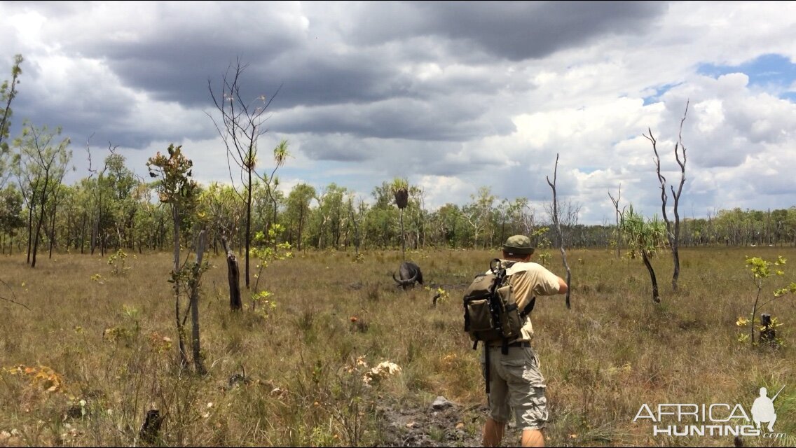 Hunting Asiatic Water Buffalo with .500 Jeffery in Arnhemland Australia