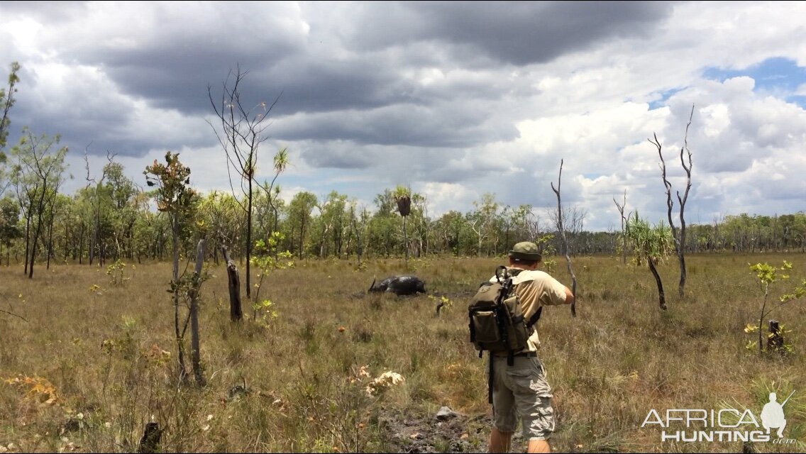 Hunting Asiatic Water Buffalo with .500 Jeffery in Arnhemland Australia