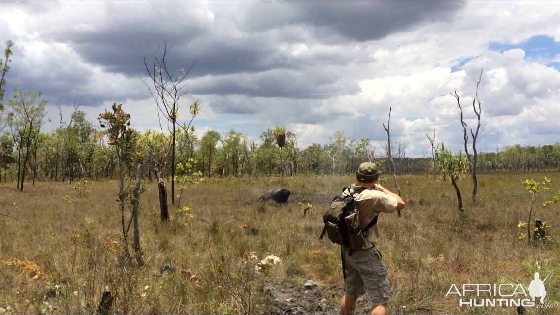 Hunting Asiatic Water Buffalo with .500 Jeffery in Arnhemland Australia