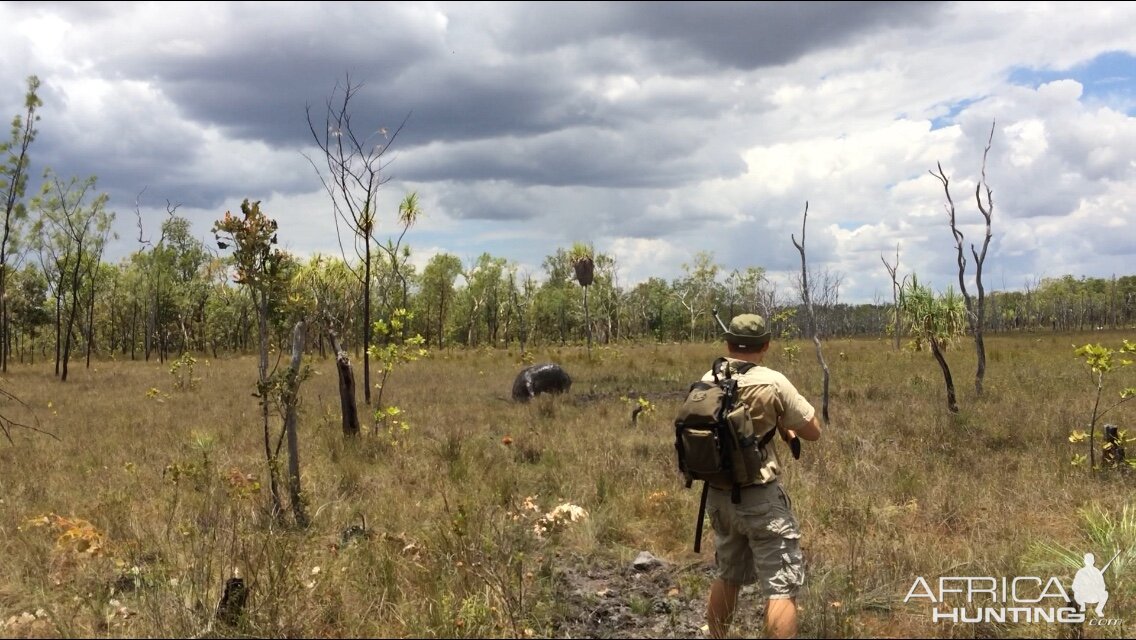 Hunting Asiatic Water Buffalo with .500 Jeffery in Arnhemland Australia