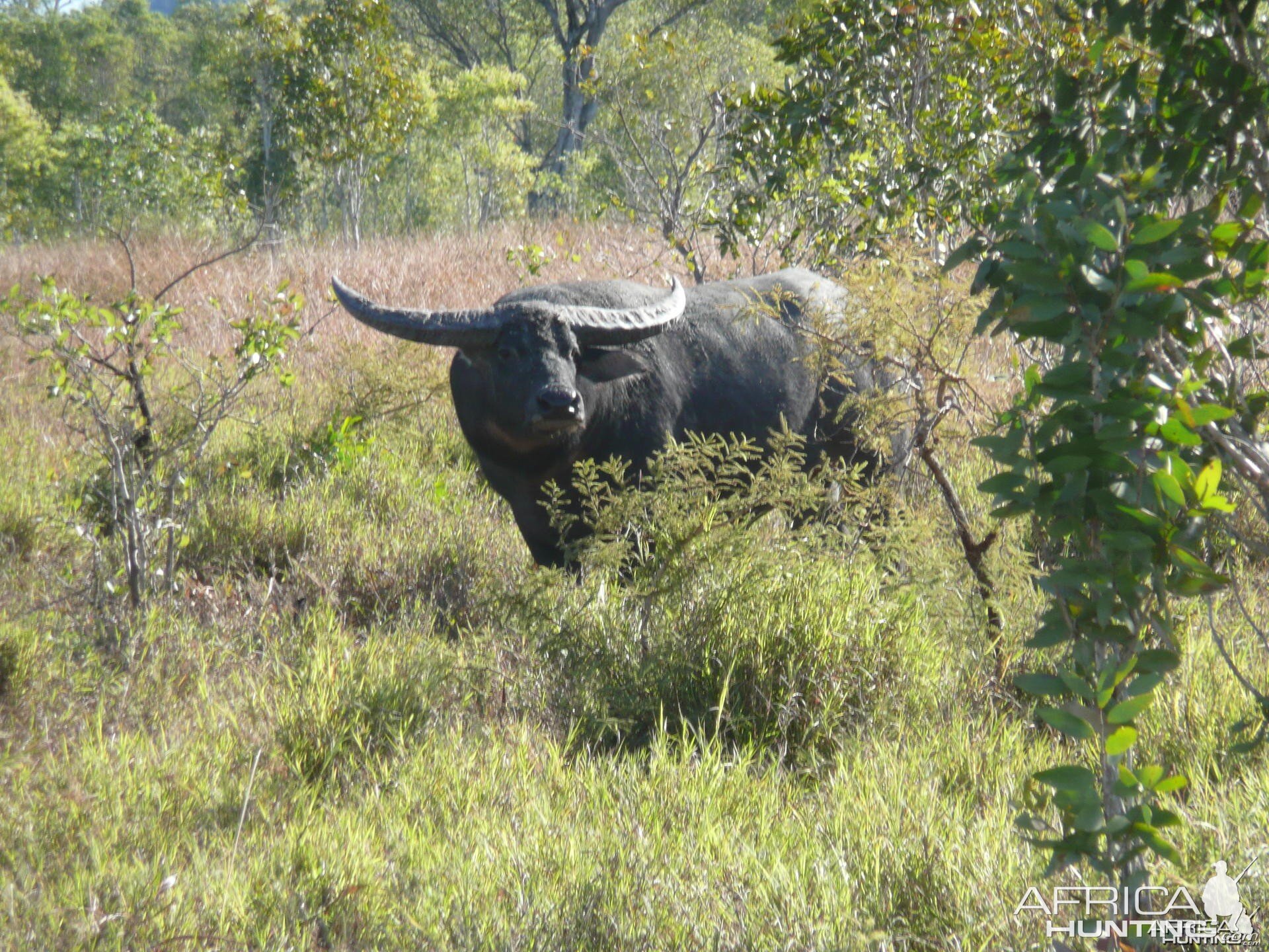 Hunting Australian Buffalo