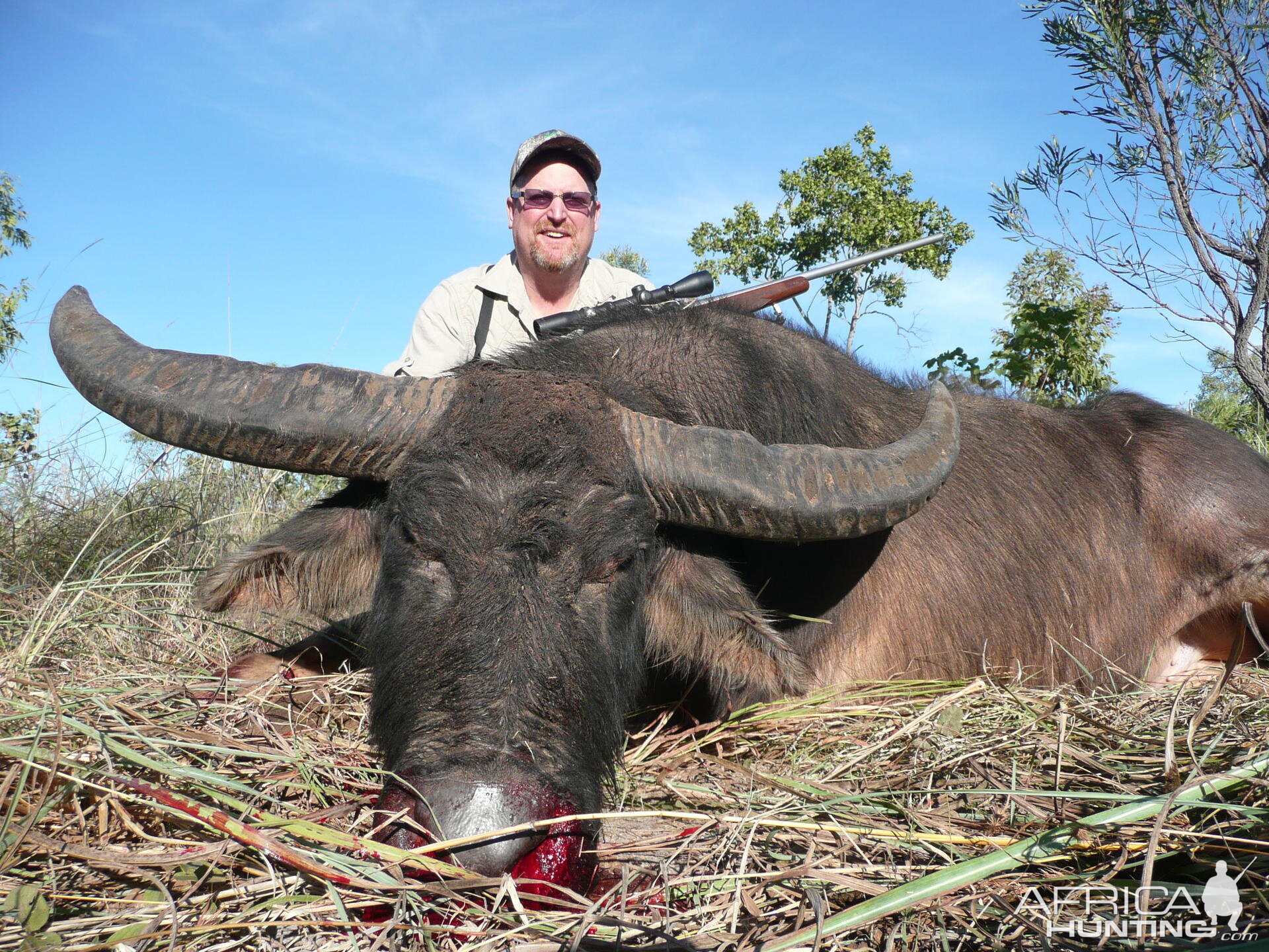 Hunting Australian Buffalo