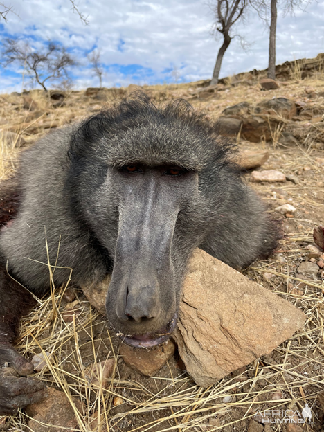 Hunting Baboon in Namibia