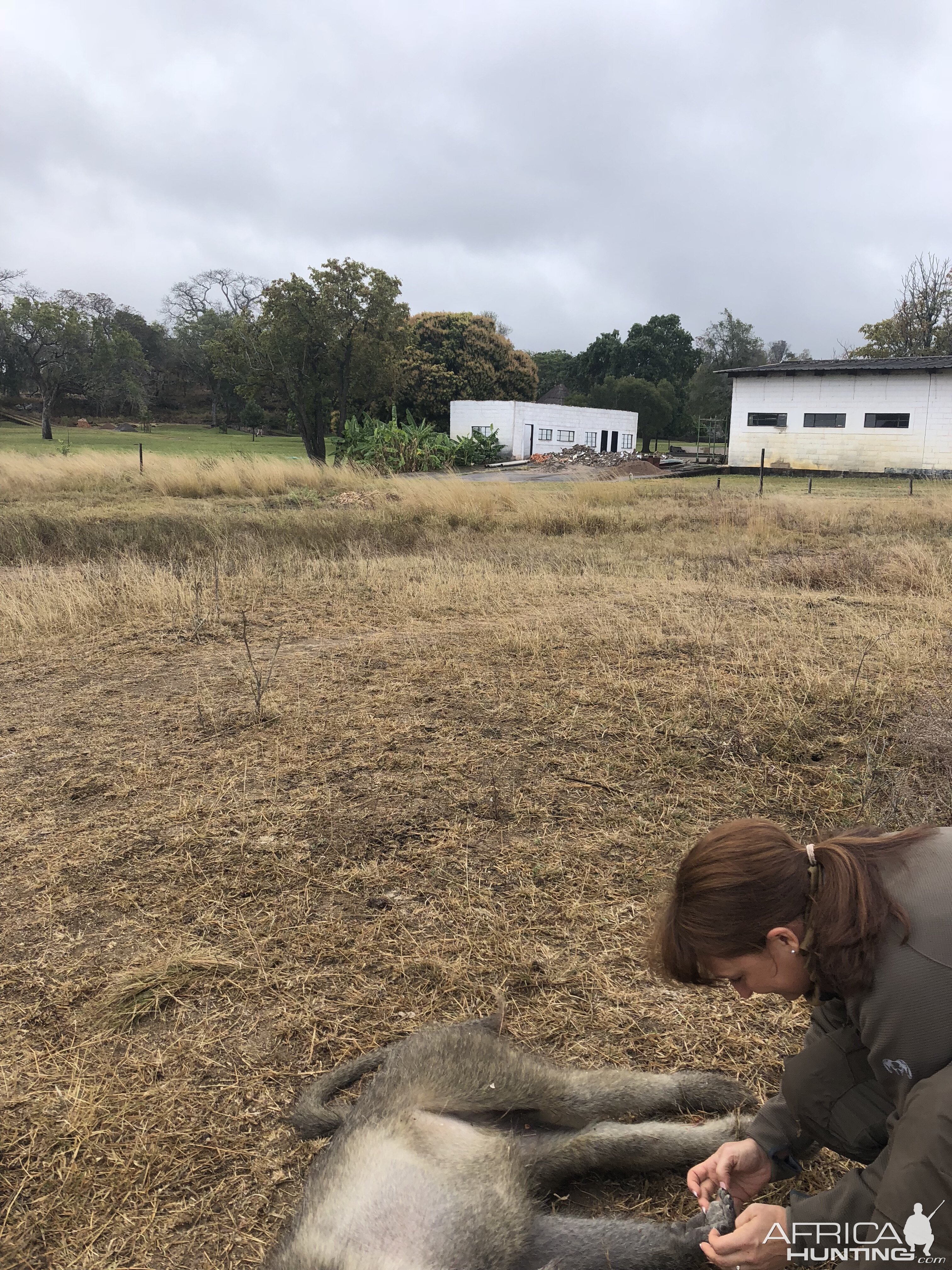 Hunting Baboon Zimbabwe