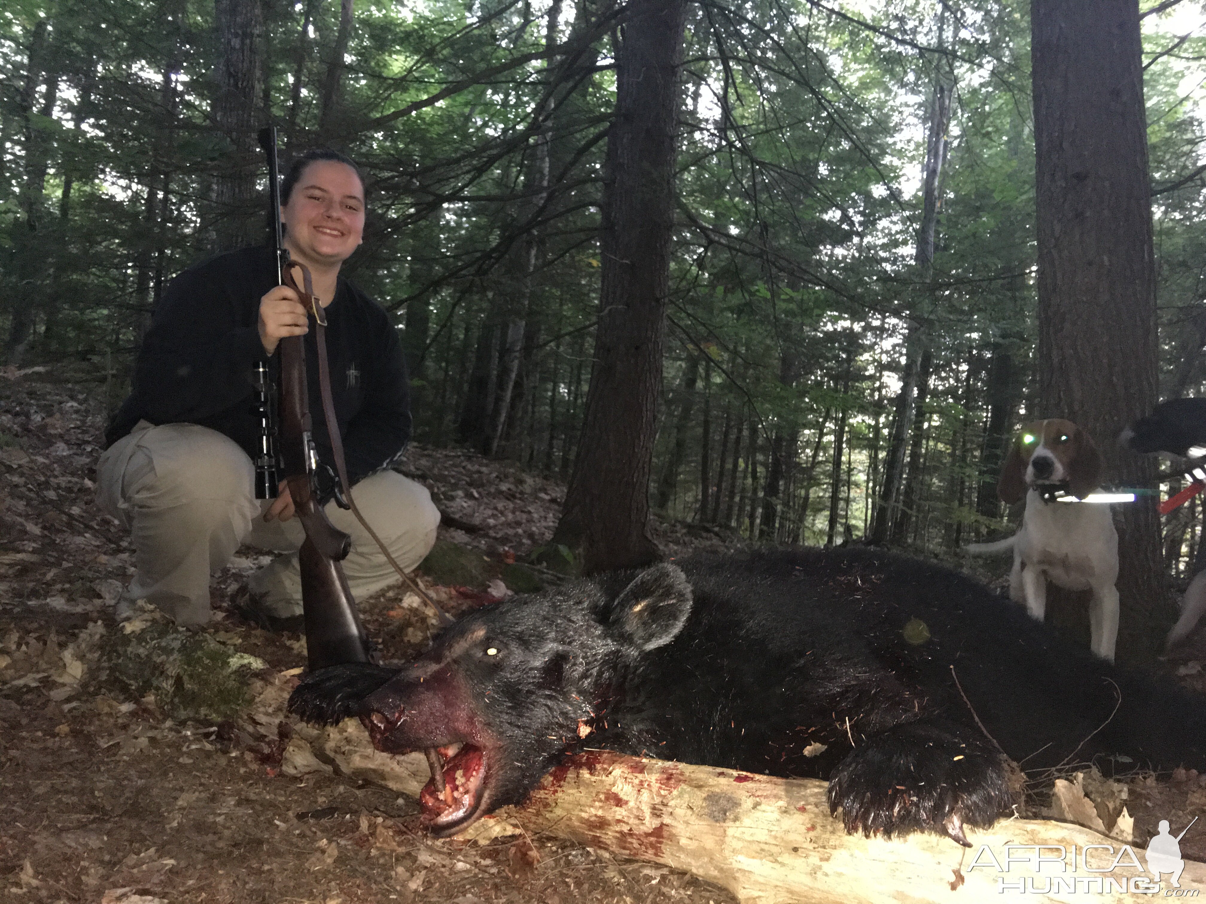 Hunting Bear in Maine